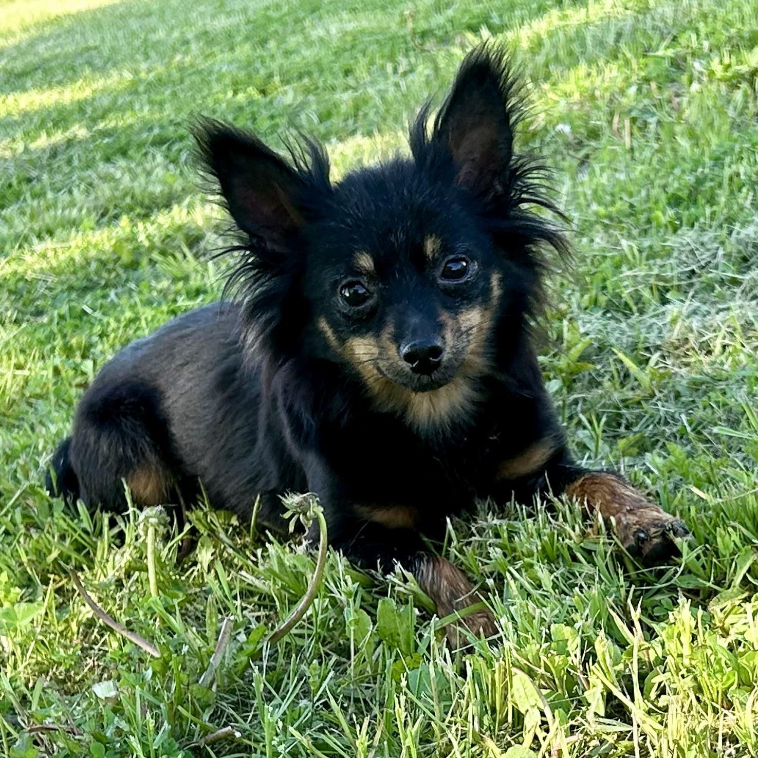 Minnie, adoptable, Adult Female Chihuahua.