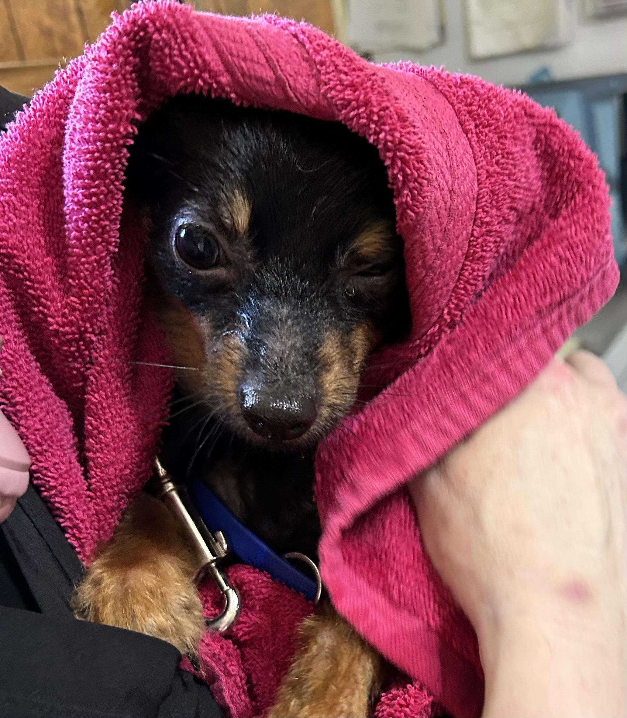 Enlarge Minnie, an adoptable mixed breed in Ontario, NY image 3/5