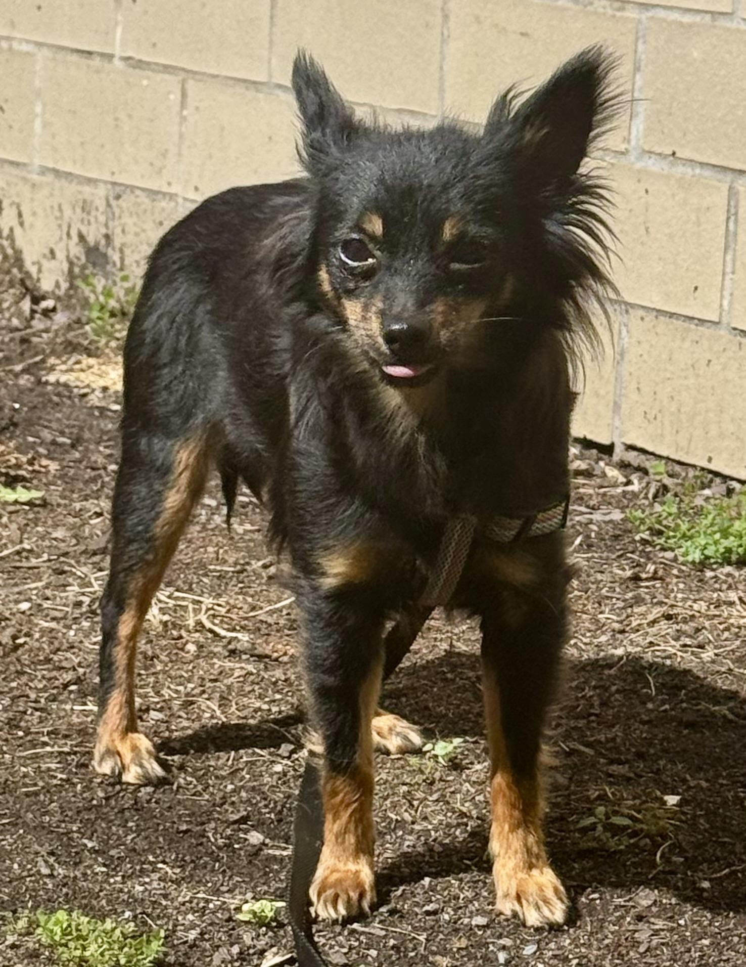Enlarge Minnie, an adoptable mixed breed in Ontario, NY image 1/6