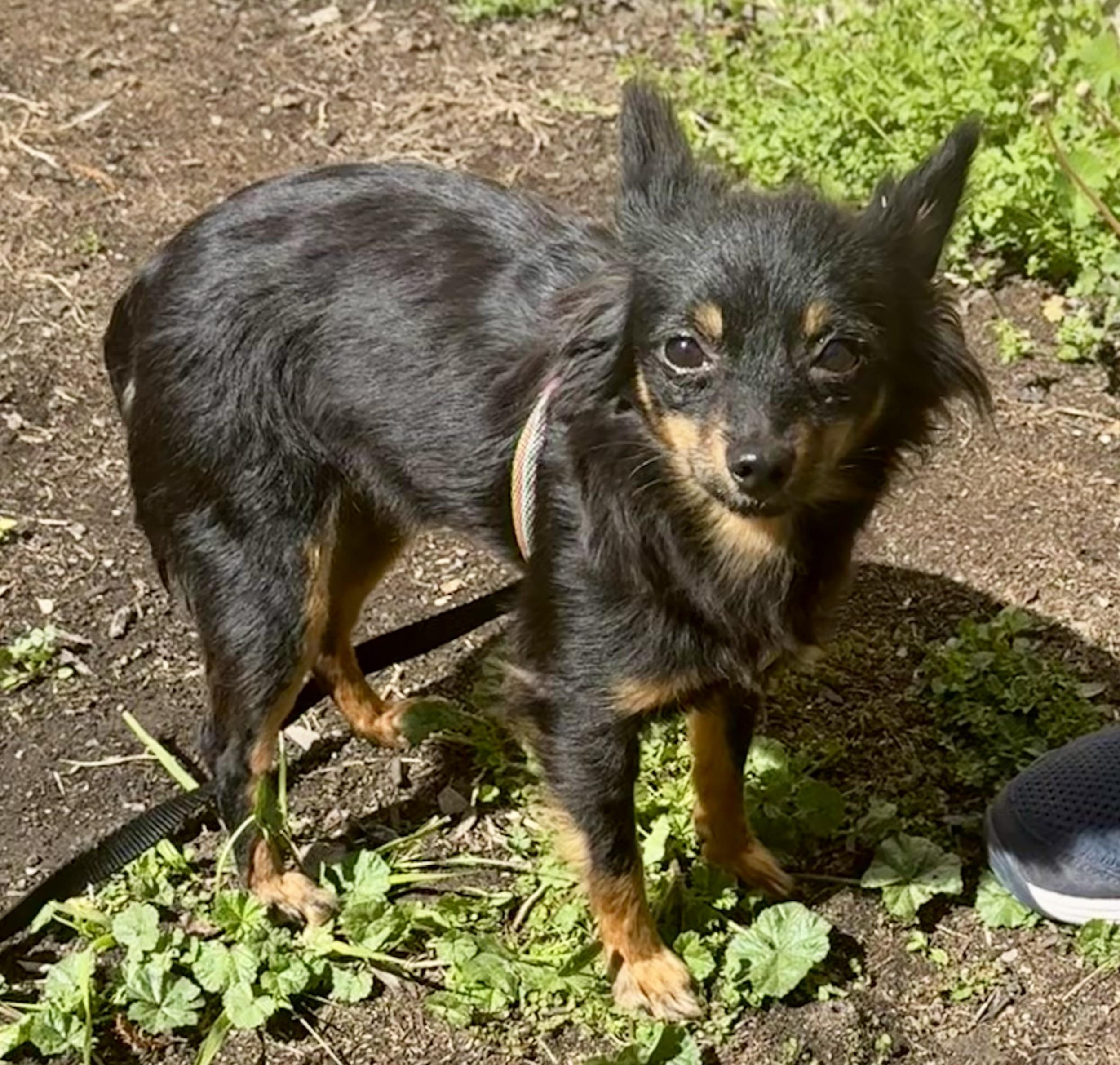 Enlarge Minnie, an adoptable mixed breed in Ontario, NY image 5/6