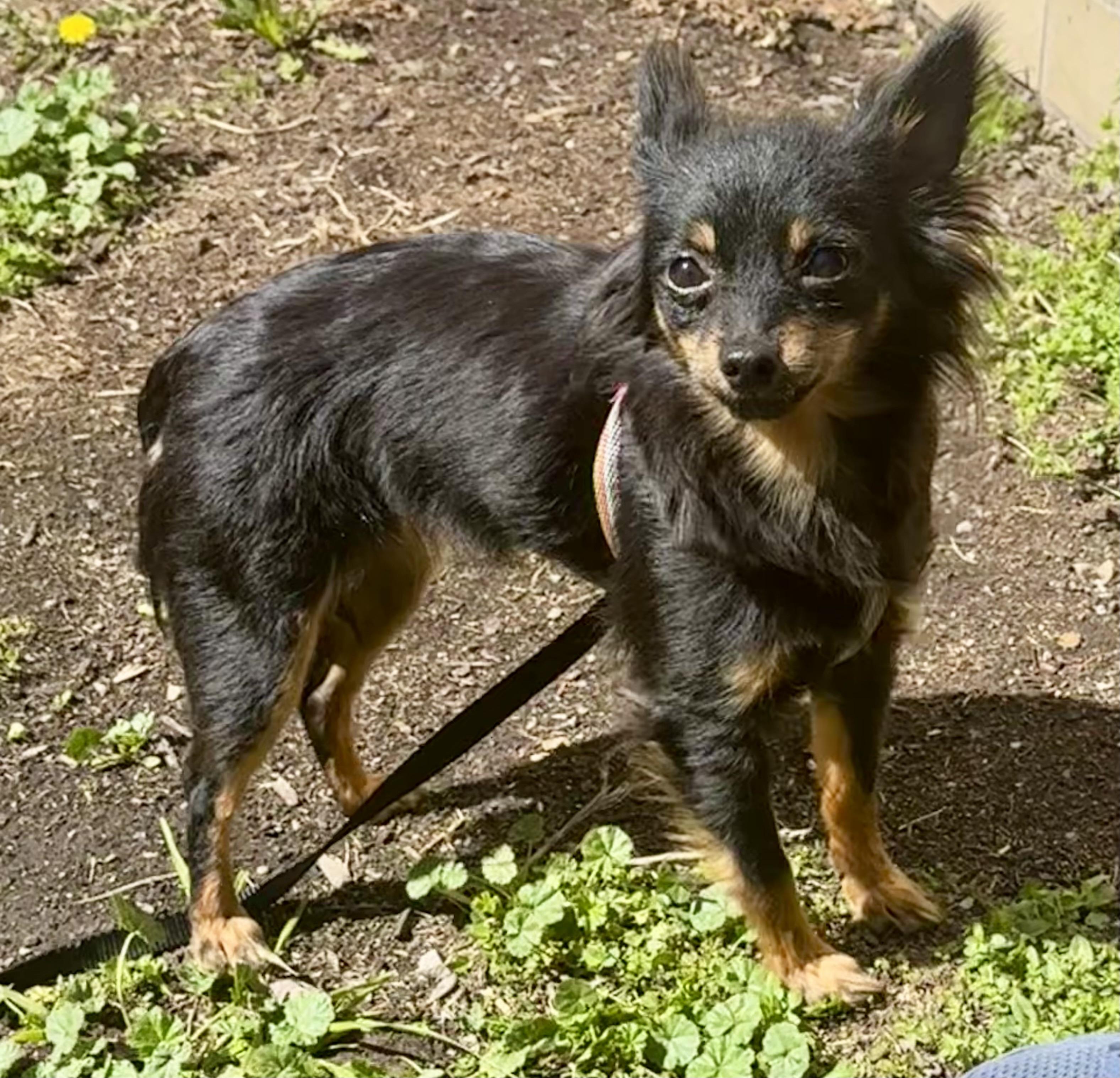 Enlarge Minnie, an adoptable mixed breed in Ontario, NY image 4/6