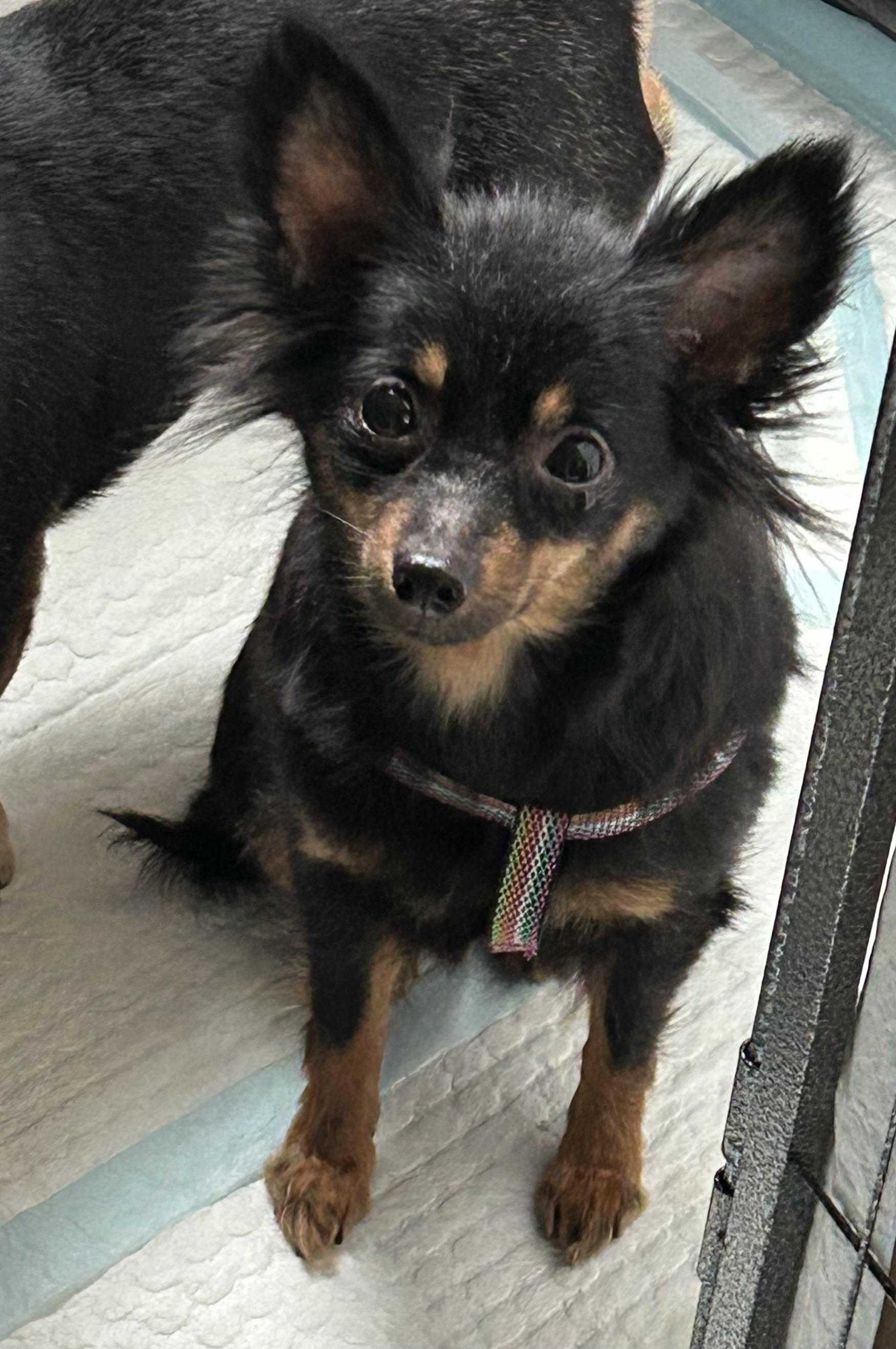 Enlarge Minnie, an adoptable mixed breed in Ontario, NY image 4/5