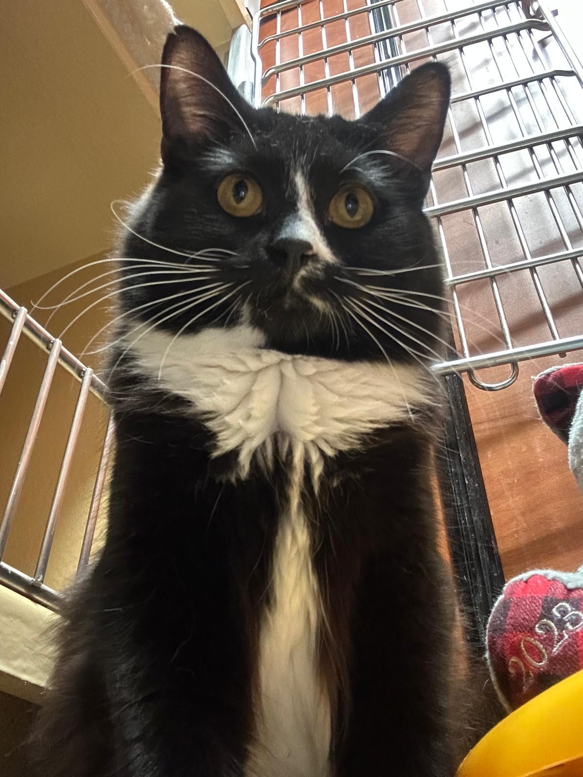 Olivia, an adoptable Domestic Medium Hair in BURNABY, BC image 1/2