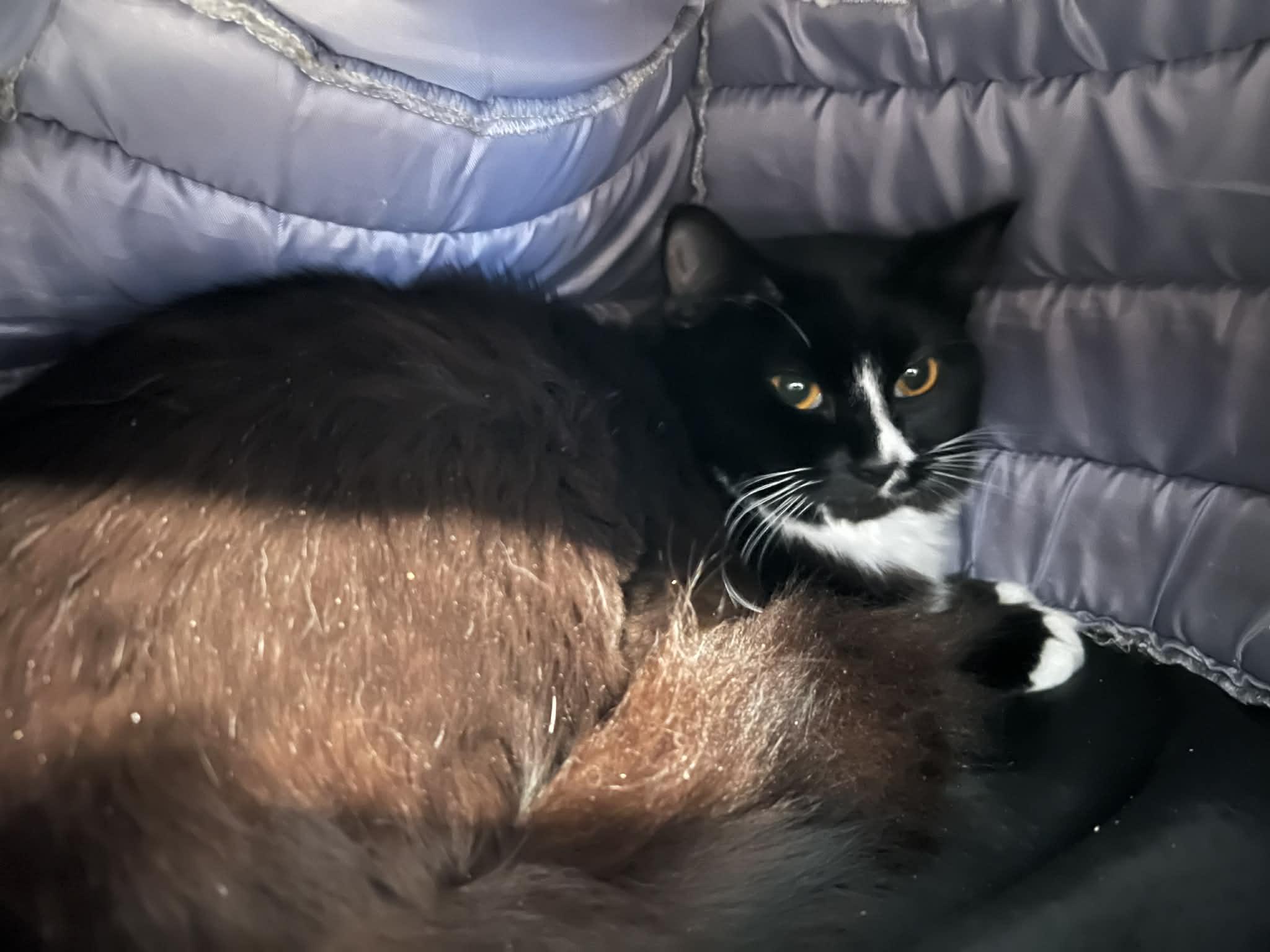 Olivia, ADOPTABLE, Kitten Female Domestic Medium Hair.