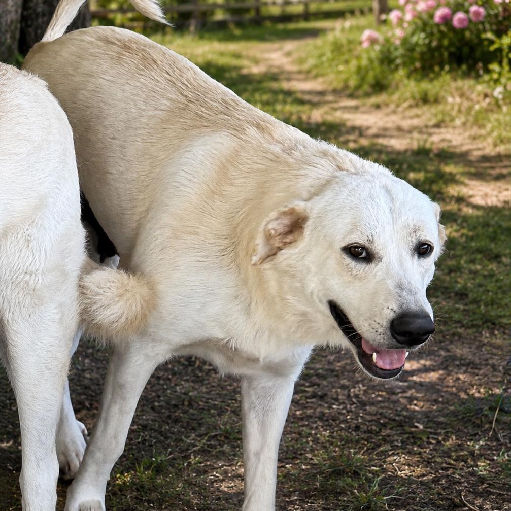 Punkin, Adoptable, Young Female Yellow Labrador Retriever & Great Pyrenees.