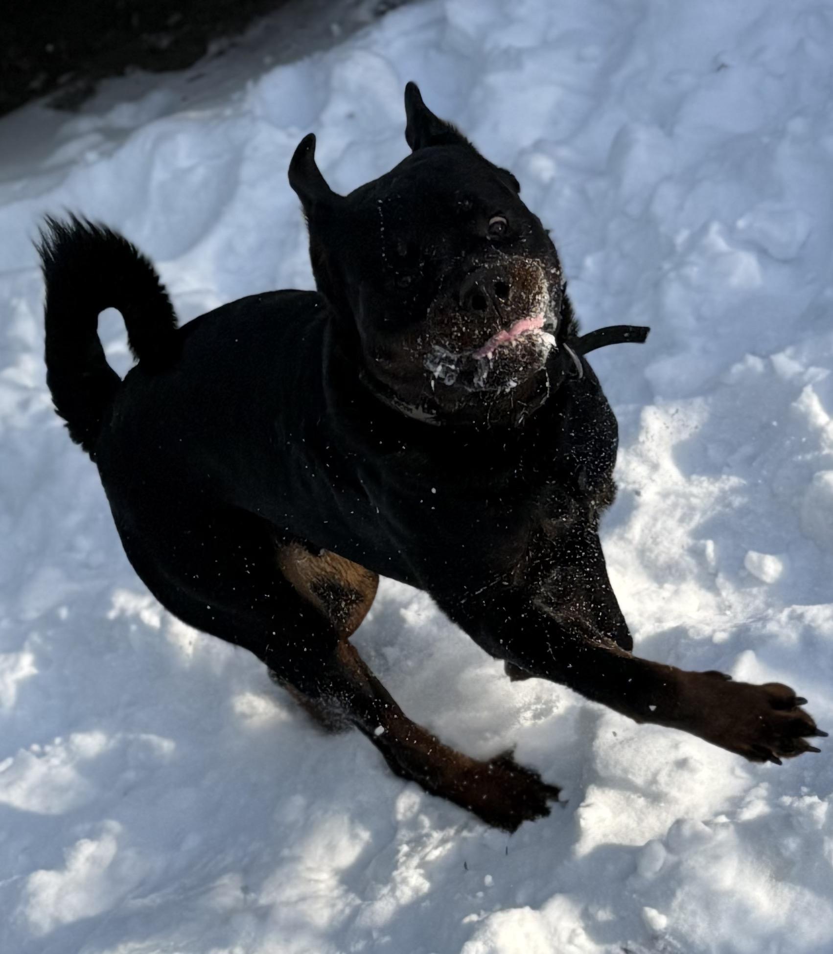 Enlarge Brownie, an adopted Rottweiler in Binghamton, NY image 3/3