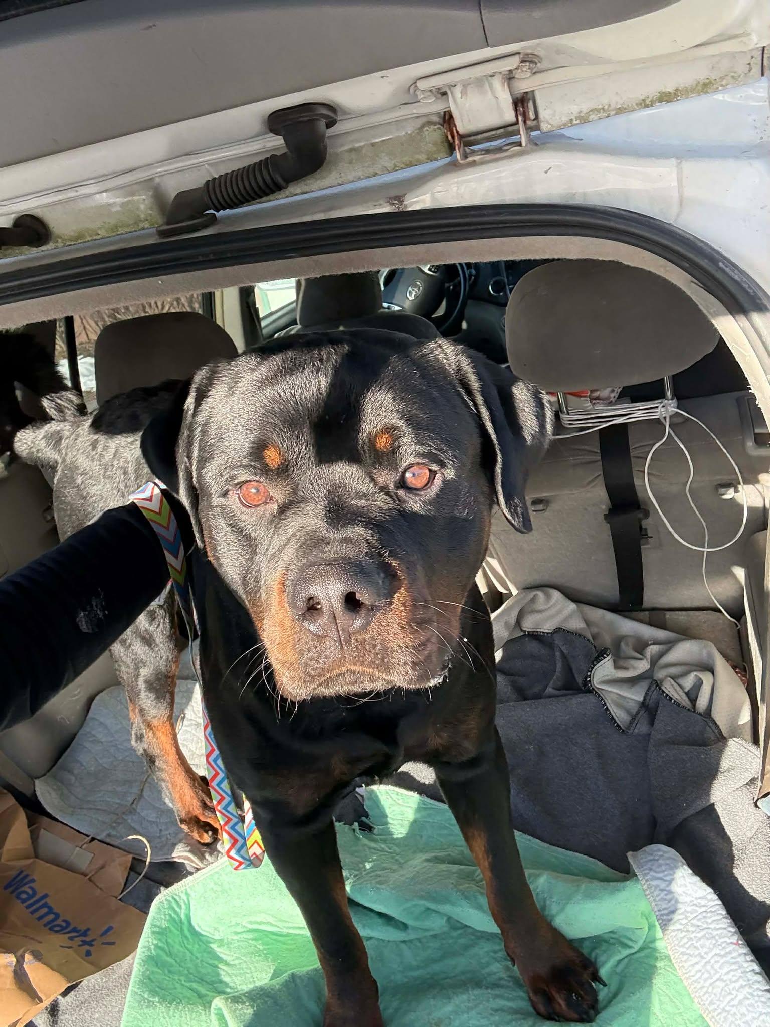 Enlarge Brownie, an adopted Rottweiler in Binghamton, NY image 2/3