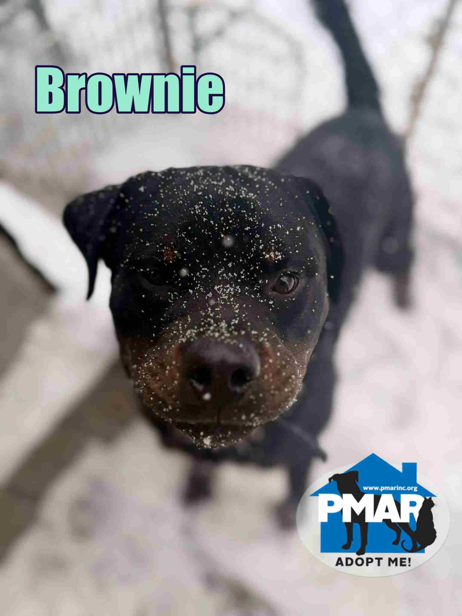 Brownie, adopted, Young Male Rottweiler.