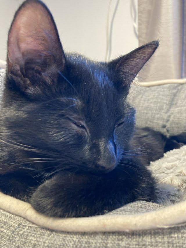 Ashley, a ADOPTABLE Domestic Short Hair in Terrebonne, QC image 3/6