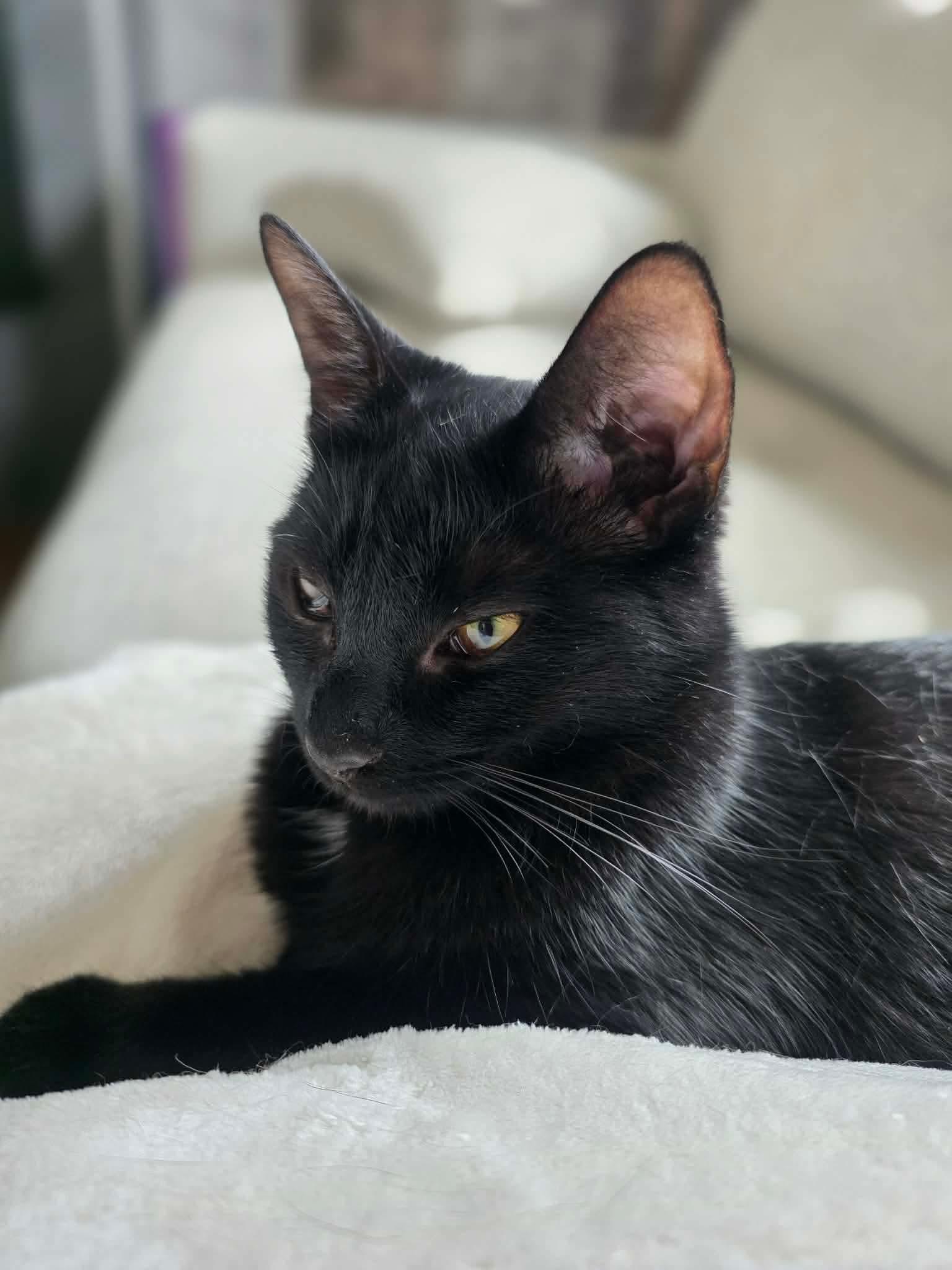 Ashley, ADOPTABLE, Adult Female Domestic Short Hair.