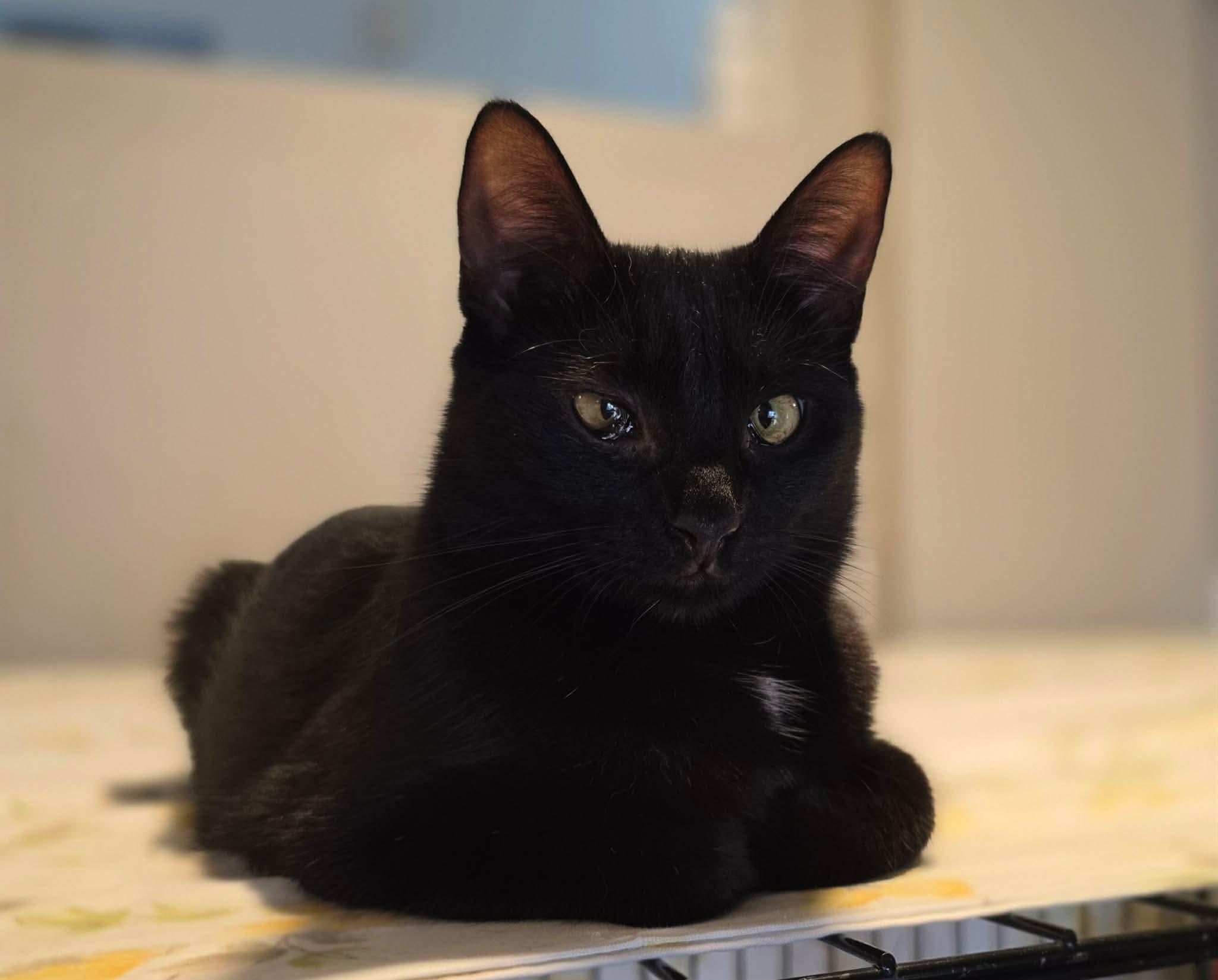 Enlarge Ashley, a ADOPTABLE Domestic Short Hair in Terrebonne, QC image 5/6