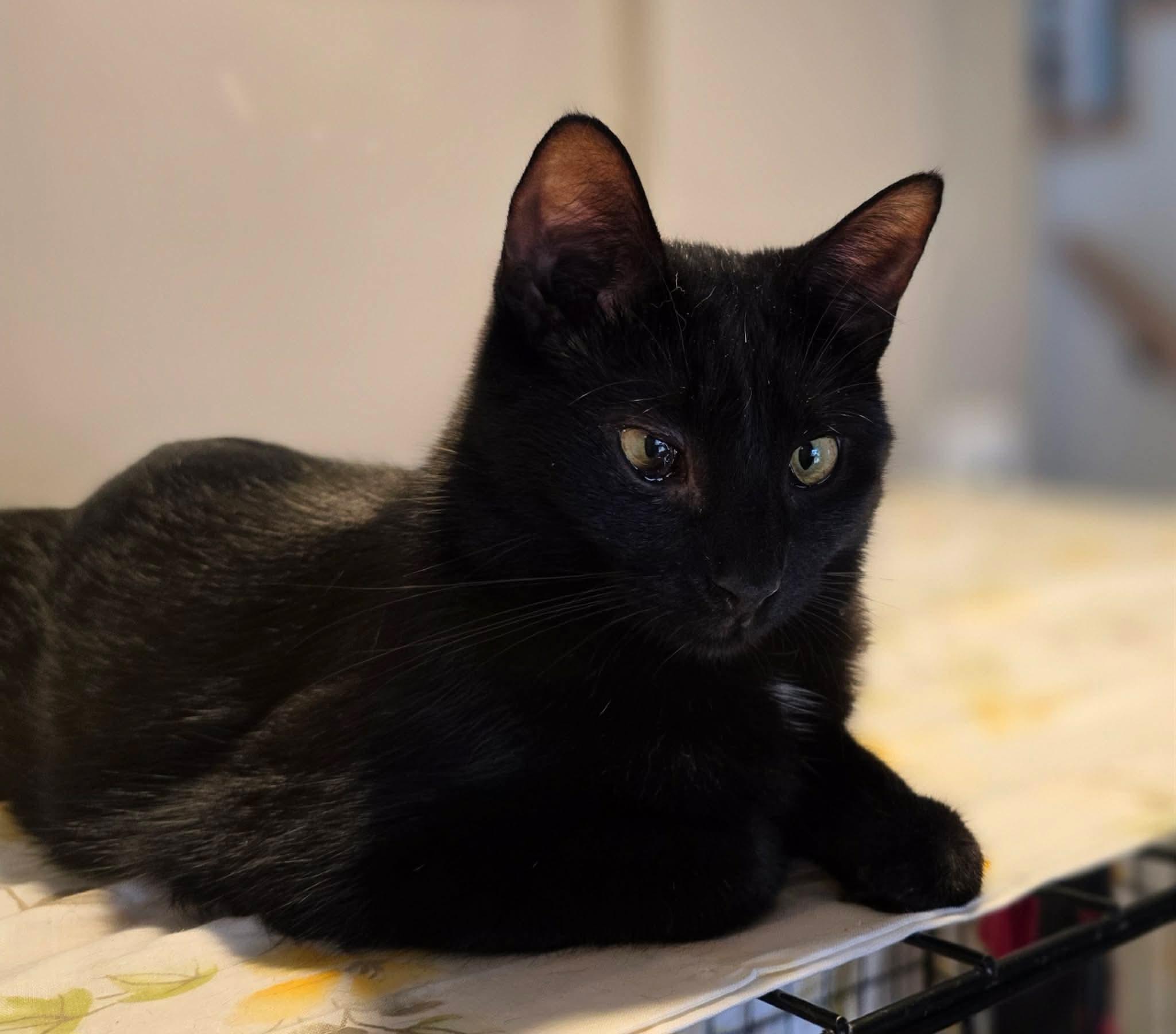 Enlarge Ashley, a ADOPTABLE Domestic Short Hair in Terrebonne, QC image 6/6