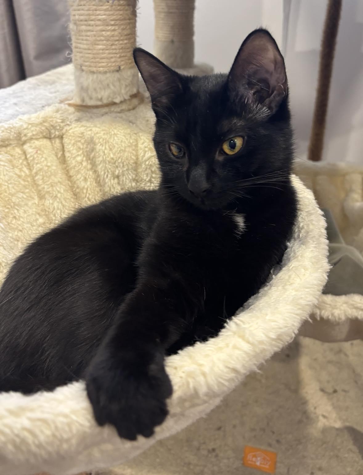 Enlarge Ashley, a ADOPTABLE Domestic Short Hair in Terrebonne, QC image 6/6