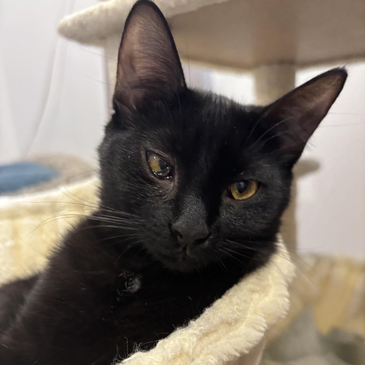 Ashley, a ADOPTABLE Domestic Short Hair in Terrebonne, QC image 2/6