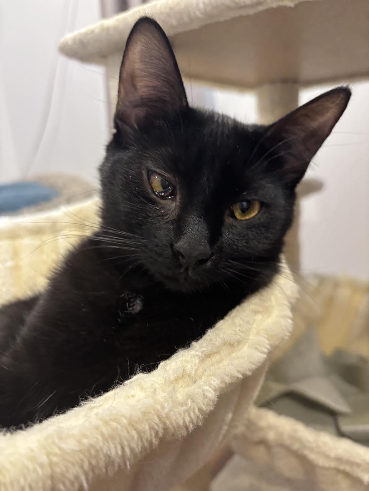 Enlarge Ashley, a ADOPTABLE Domestic Short Hair in Terrebonne, QC image 4/6