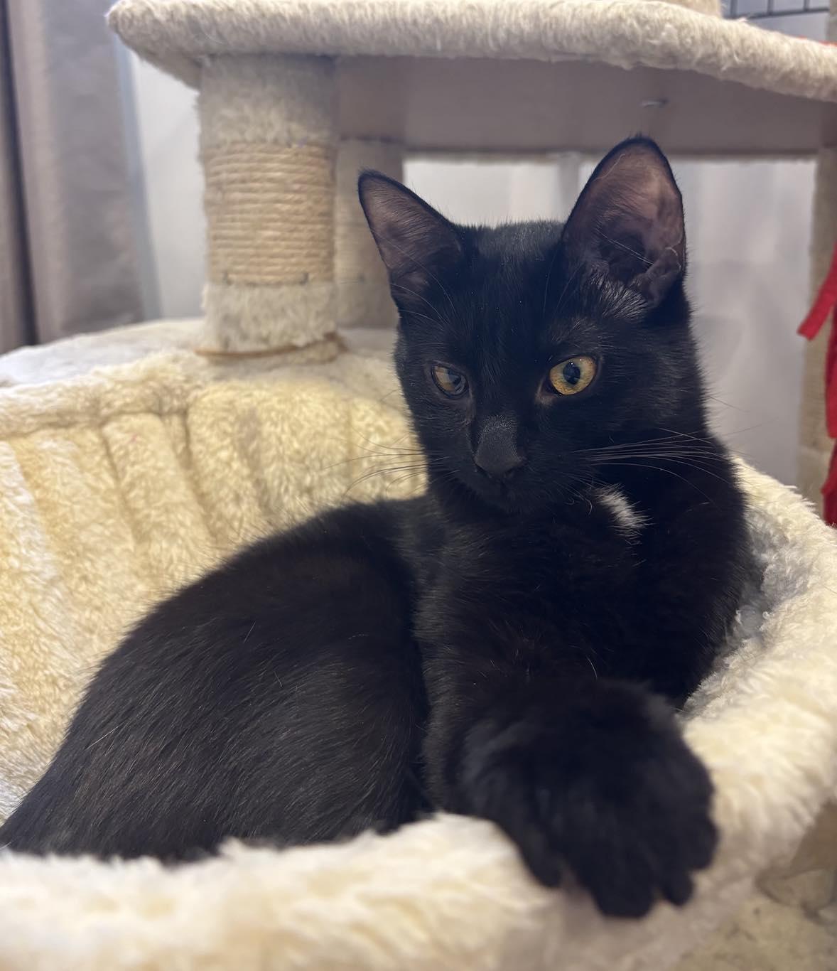 Enlarge Ashley, a ADOPTABLE Domestic Short Hair in Terrebonne, QC image 5/6