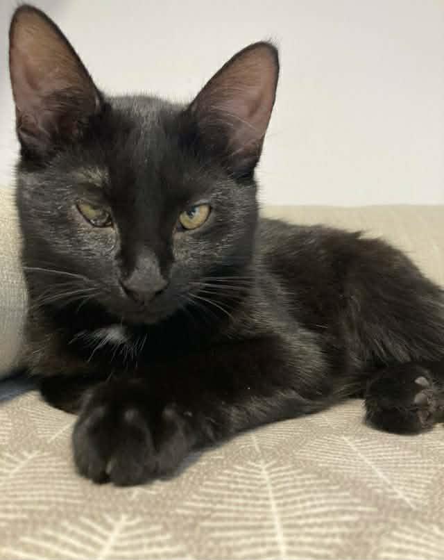 Ashley, a ADOPTABLE Domestic Short Hair in Terrebonne, QC image 1/6