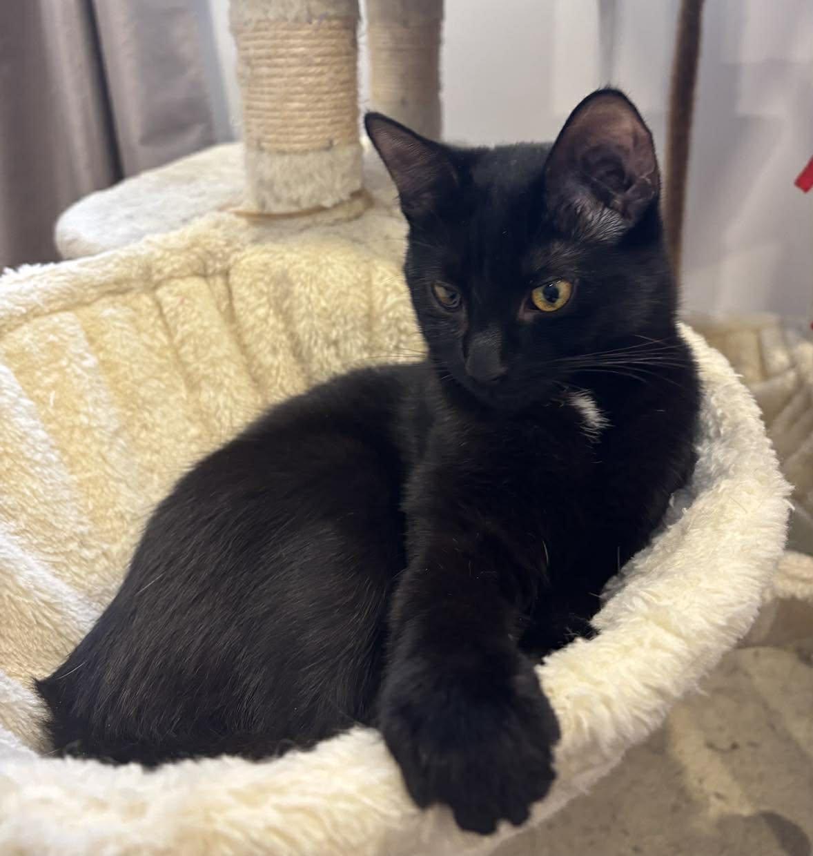 Enlarge Ashley, a ADOPTABLE Domestic Short Hair in Terrebonne, QC image 1/6