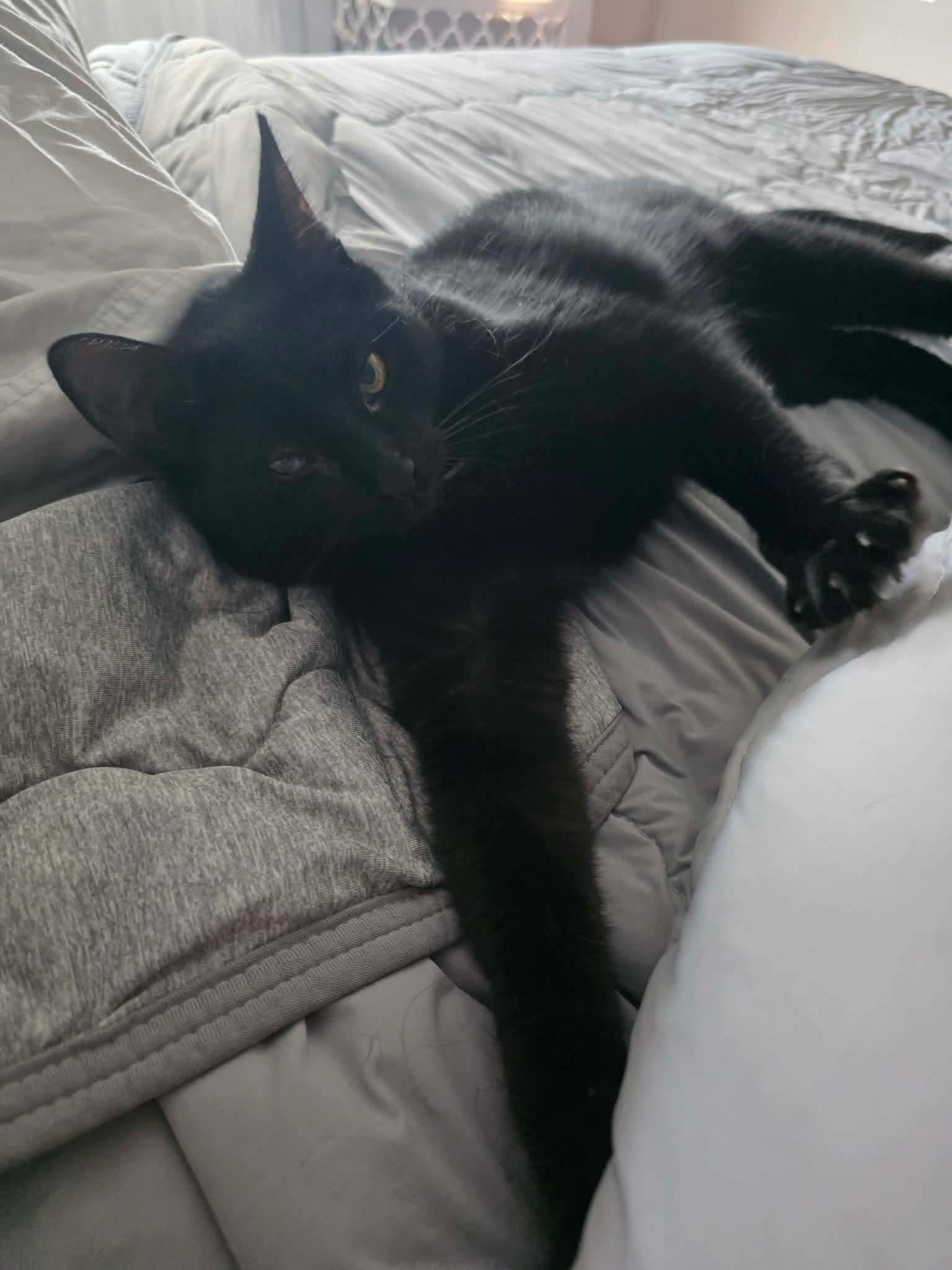 Ashley, a ADOPTABLE Domestic Short Hair in Terrebonne, QC image 5/6