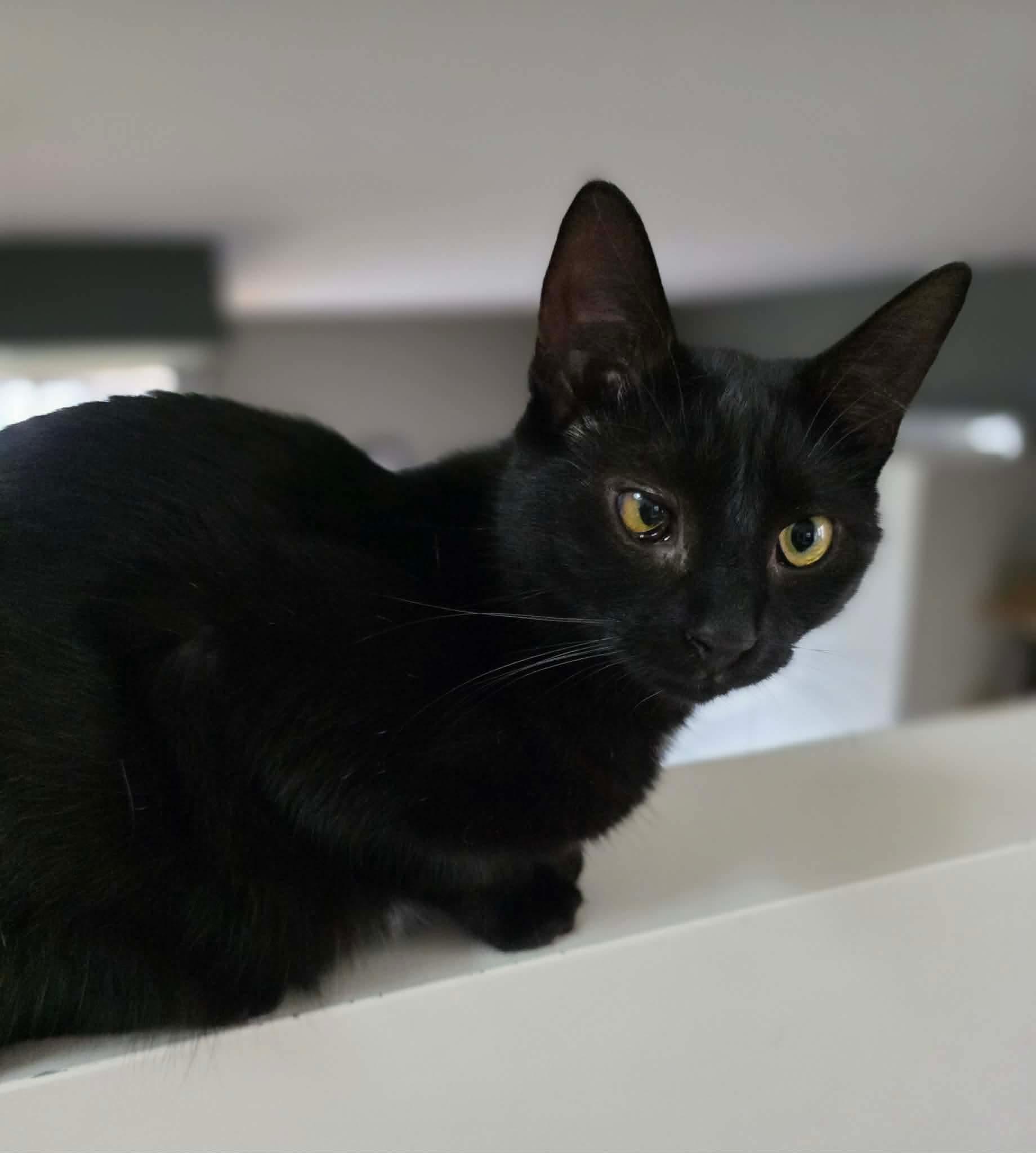 Enlarge Ashley, a ADOPTABLE Domestic Short Hair in Terrebonne, QC image 4/6