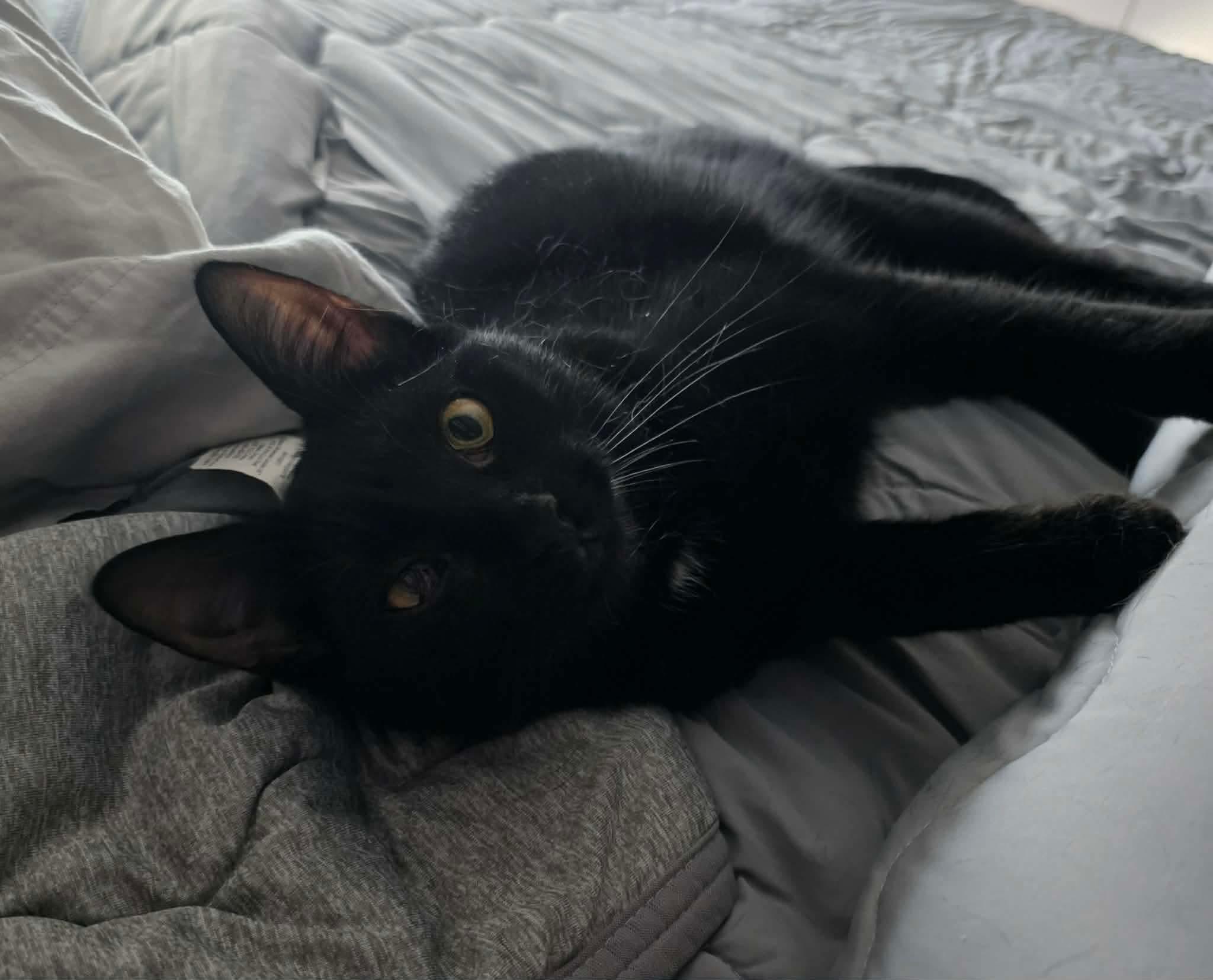Ashley, a ADOPTABLE Domestic Short Hair in Terrebonne, QC image 4/6