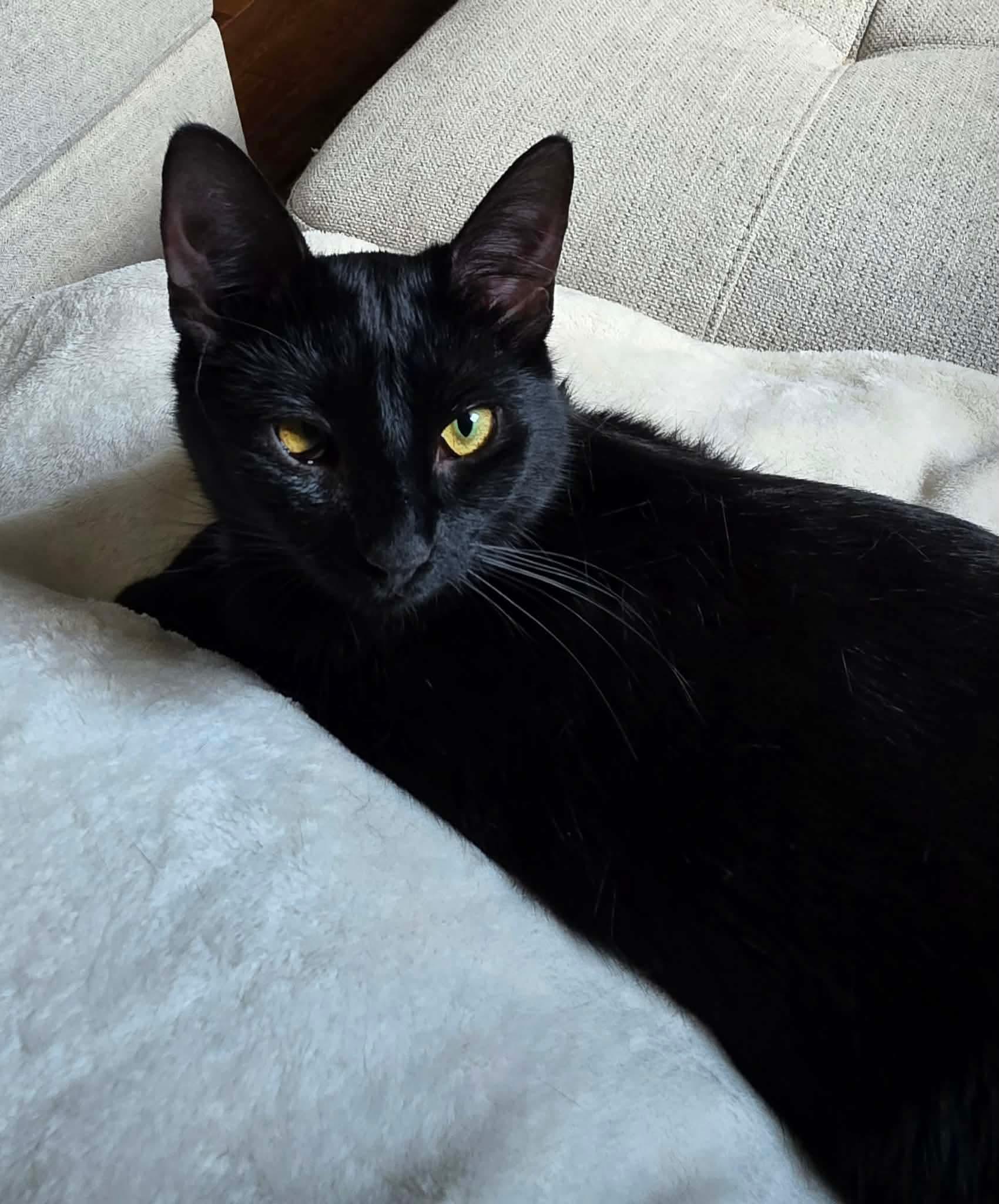 Enlarge Ashley, a ADOPTABLE Domestic Short Hair in Terrebonne, QC image 6/6