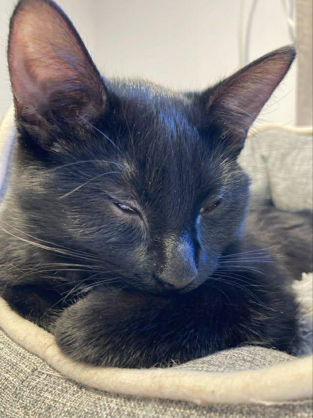 Ashley, a ADOPTABLE Domestic Short Hair in Terrebonne, QC image 6/6