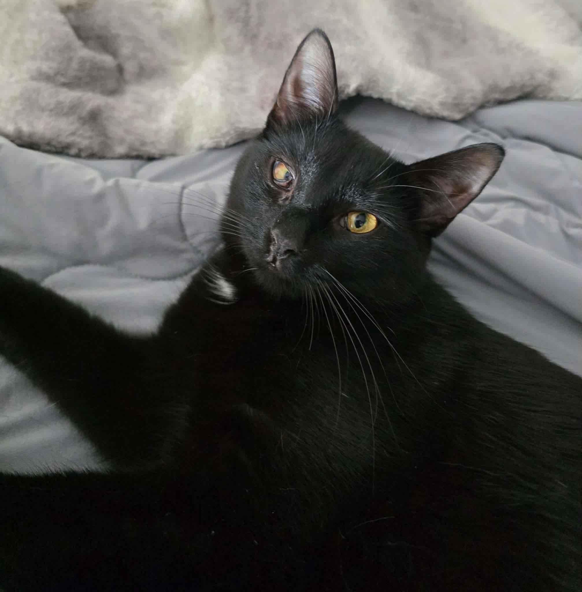 Ashley, ADOPTABLE, Adult Female Domestic Short Hair.