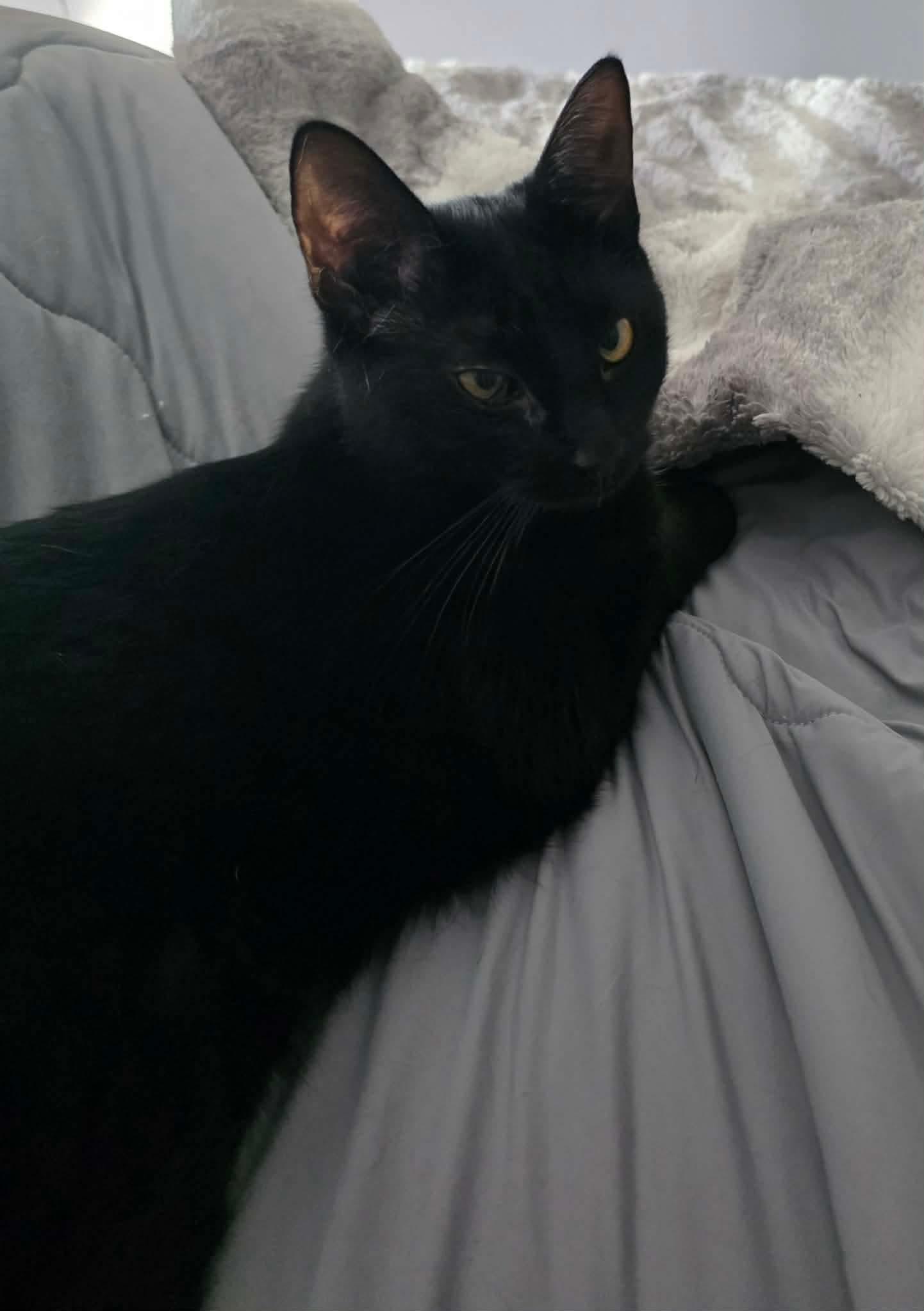 Ashley, a ADOPTABLE Domestic Short Hair in Terrebonne, QC image 3/6