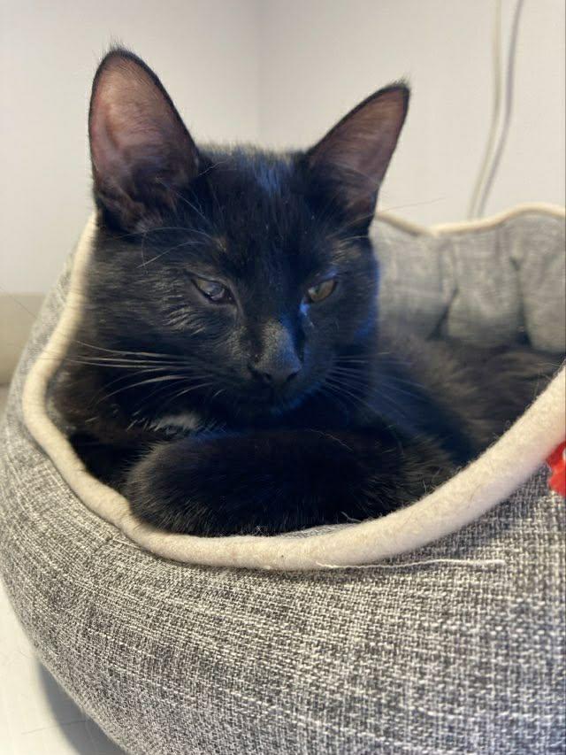 Ashley, ADOPTABLE, Kitten Female Domestic Short Hair.