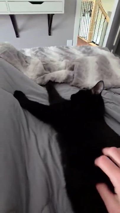 Enlarge Ashley, a ADOPTABLE Domestic Short Hair in Terrebonne, QC video 6/6