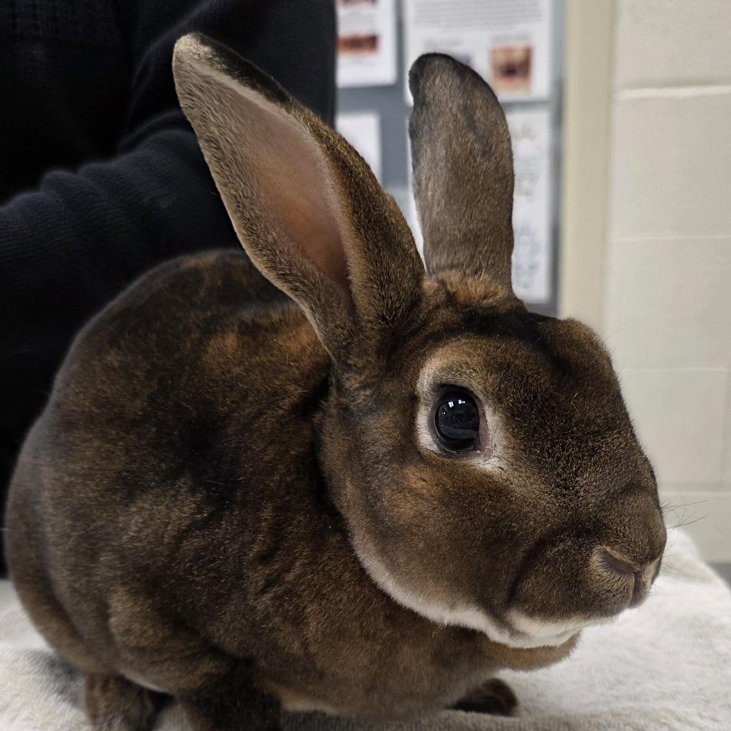 Hazel, Adoptable, Adult Male Rex.