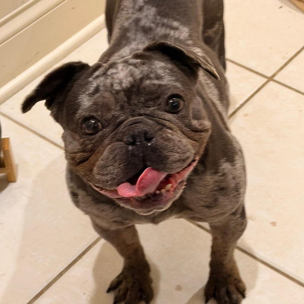 Rhonda, Adoptable, Adult Female French Bulldog.