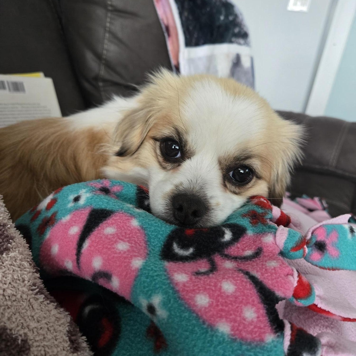 Ruby pending adoption, an adopted mixed breed in Saskatoon, SK image 4/6