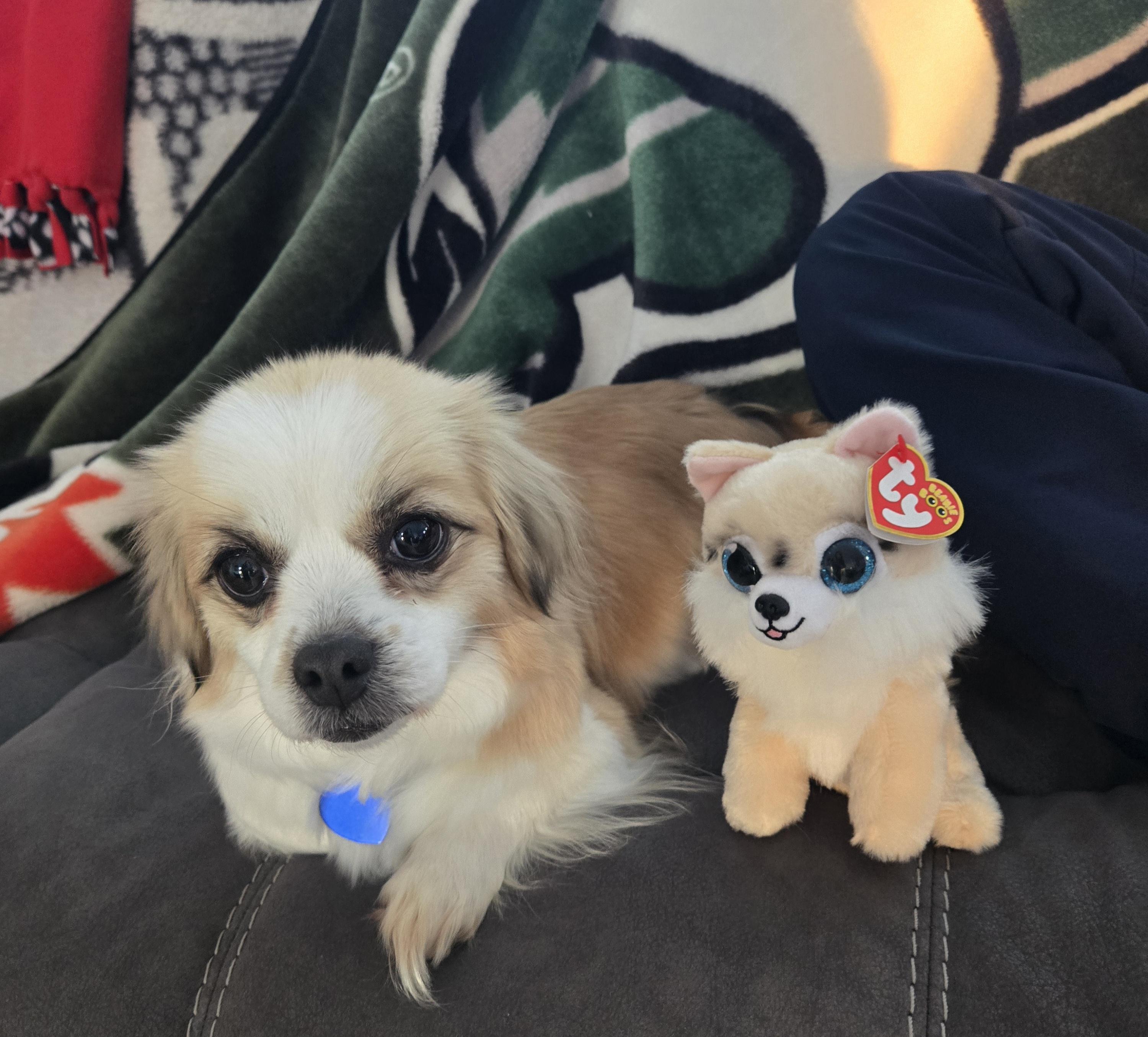 Ruby pending adoption, adopted, Adult Female Chihuahua.