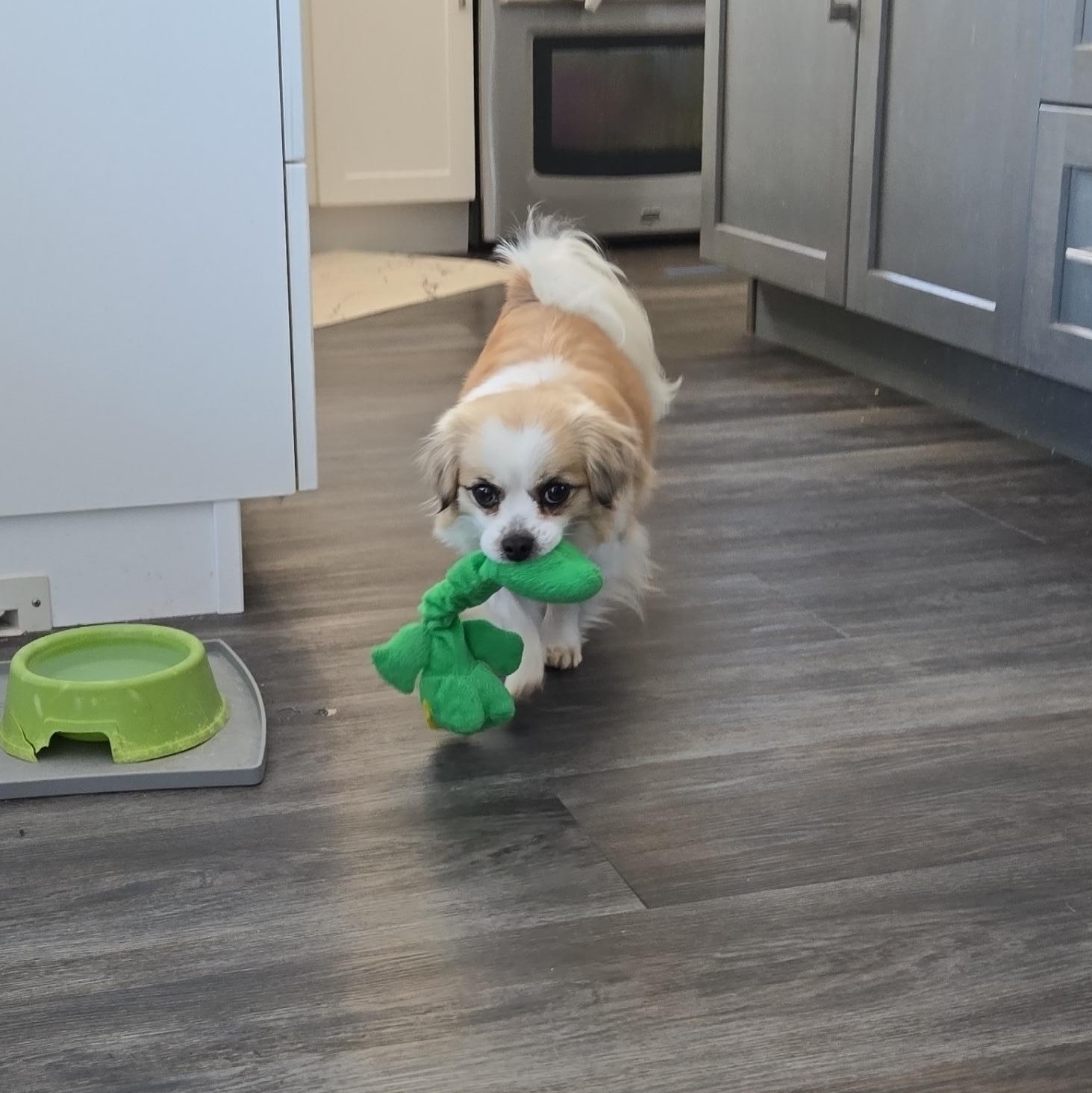 Ruby pending adoption, an adopted mixed breed in Saskatoon, SK image 3/6