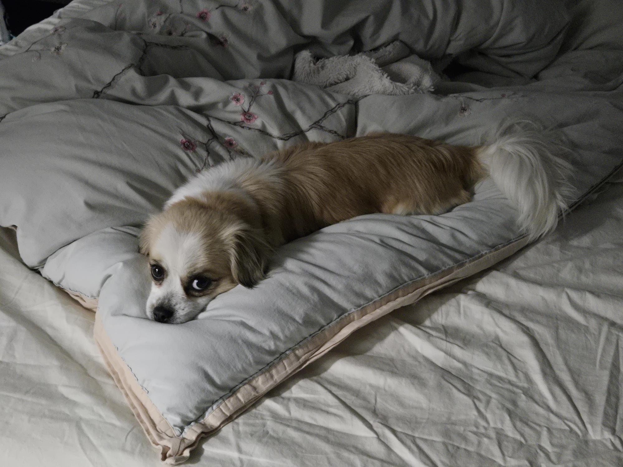 Ruby pending adoption, an adopted mixed breed in Saskatoon, SK image 6/6