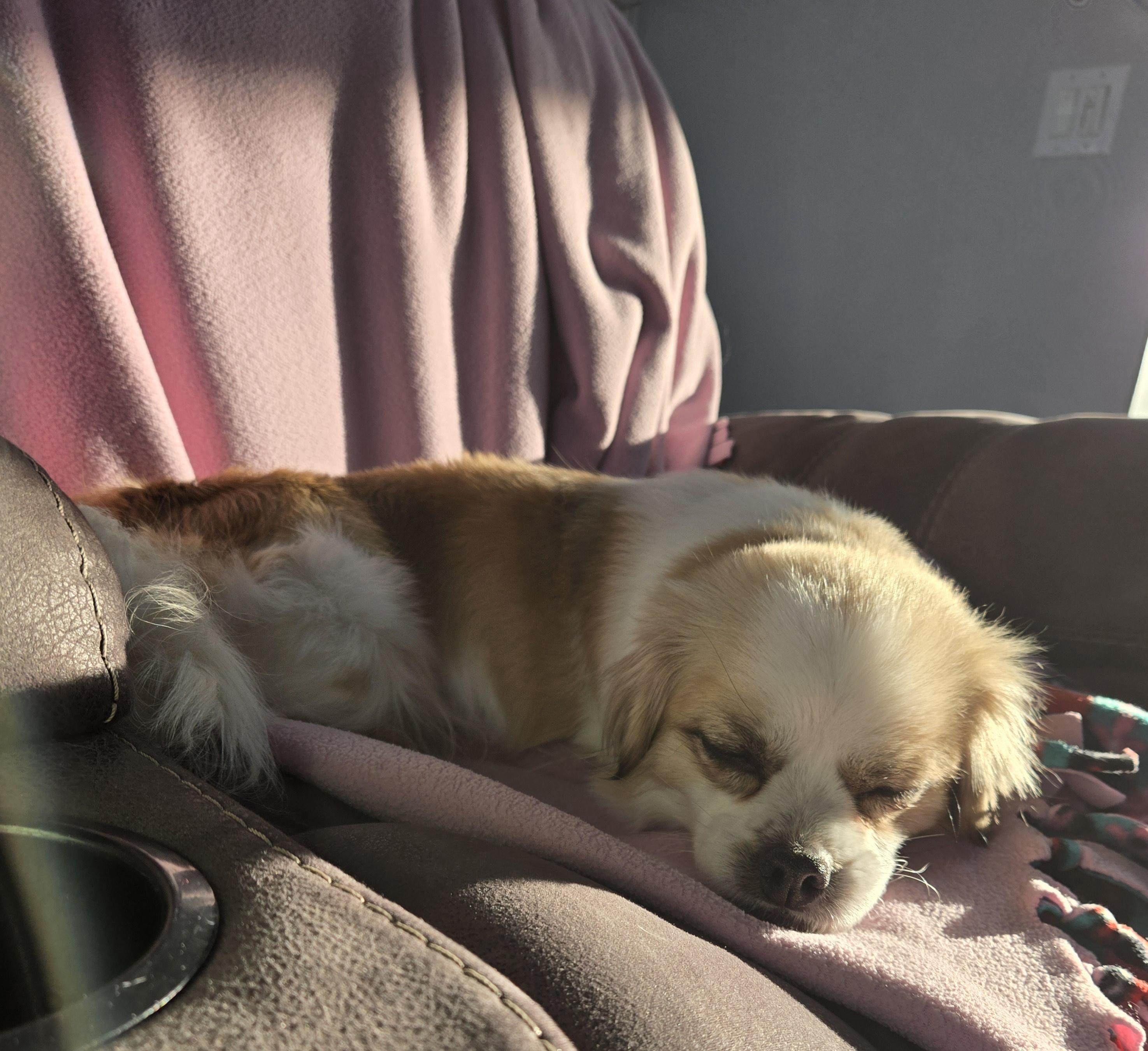 Ruby pending adoption, an adopted mixed breed in Saskatoon, SK image 5/6