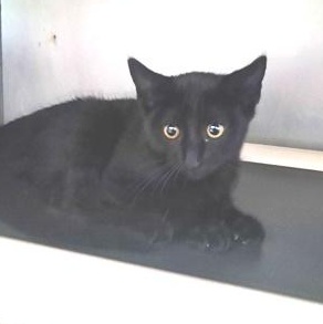 Hearts, Adoptable, Young Female Domestic Short Hair.