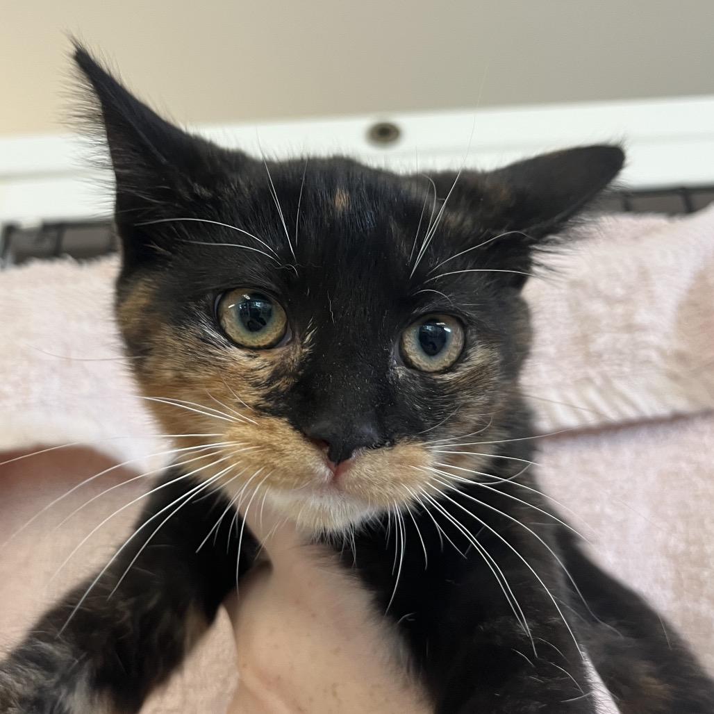 Enlarge Petunia, a Adoptable Domestic Short Hair in Ruckersville, VA image 1/2