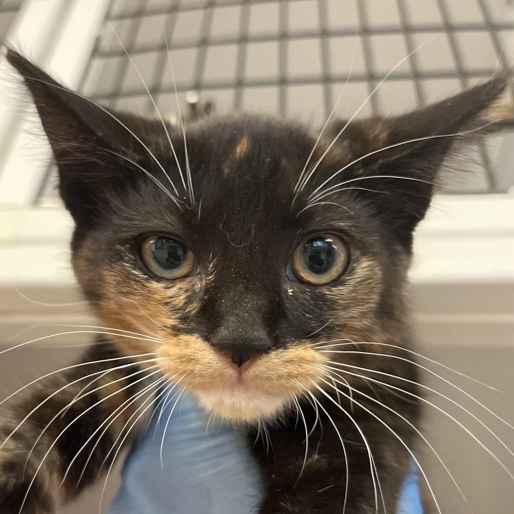 Enlarge Petunia, a Adoptable Domestic Short Hair in Ruckersville, VA image 2/2