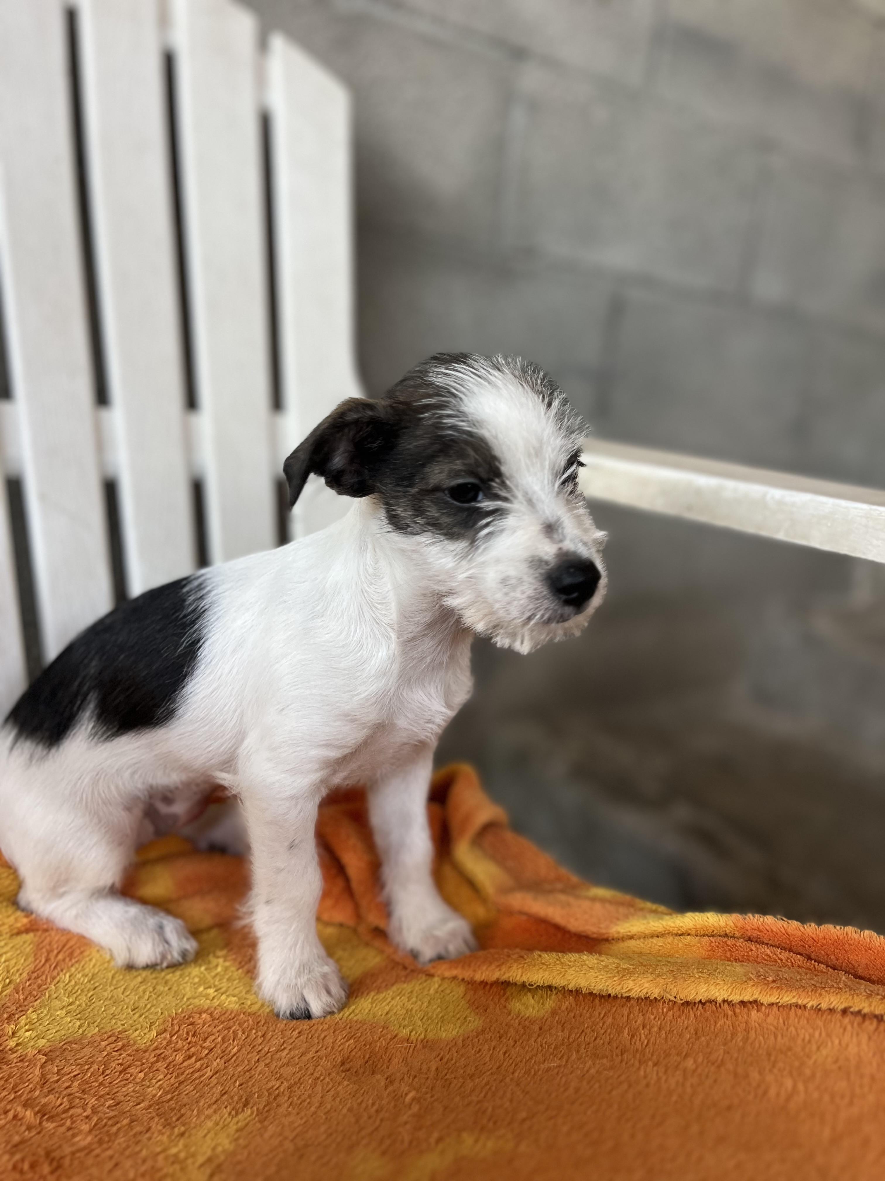 Dottie, a Adoptable mixed breed in Poway, CA image 1/5