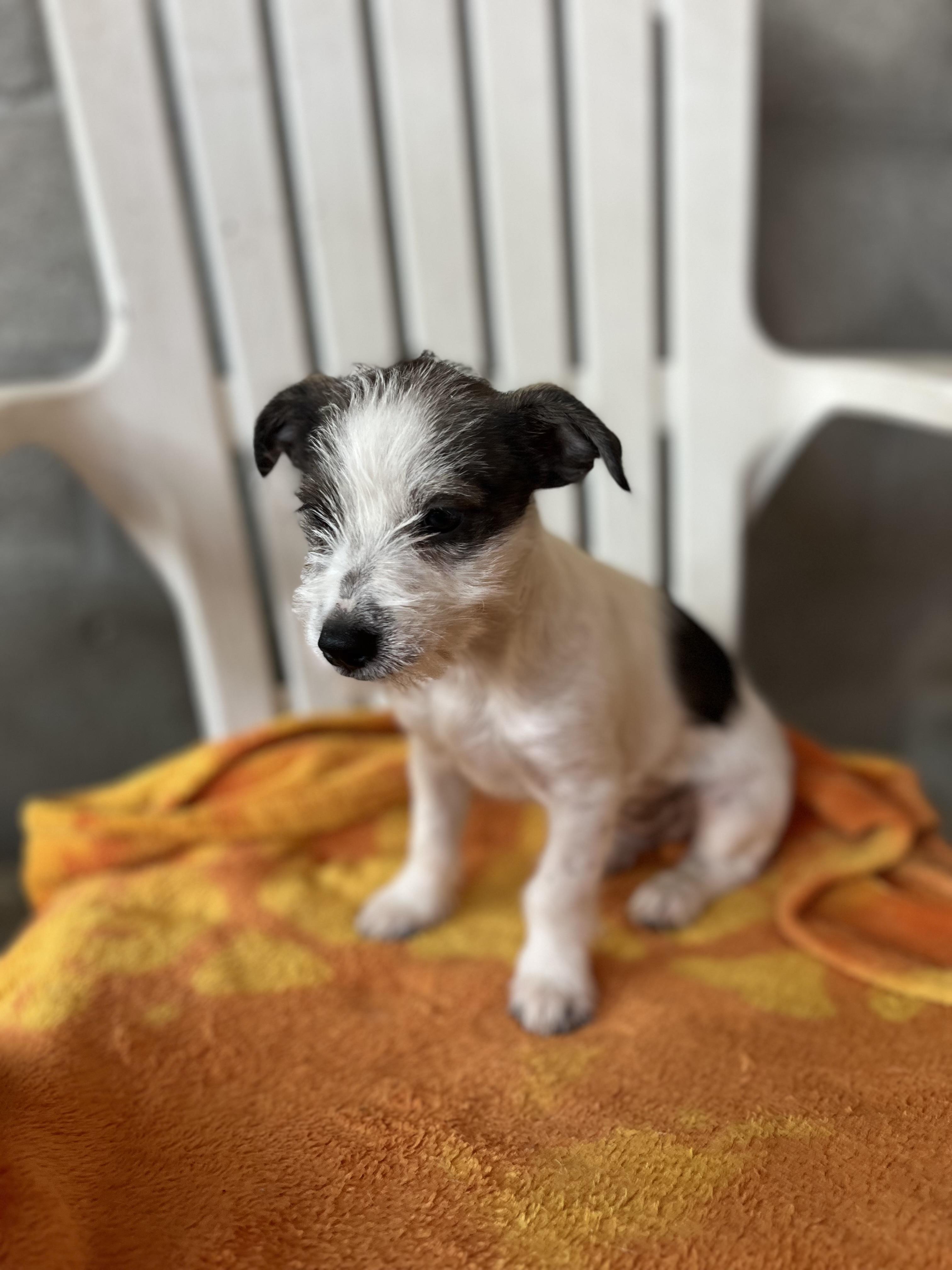 Dottie, a Adoptable mixed breed in Poway, CA image 2/5