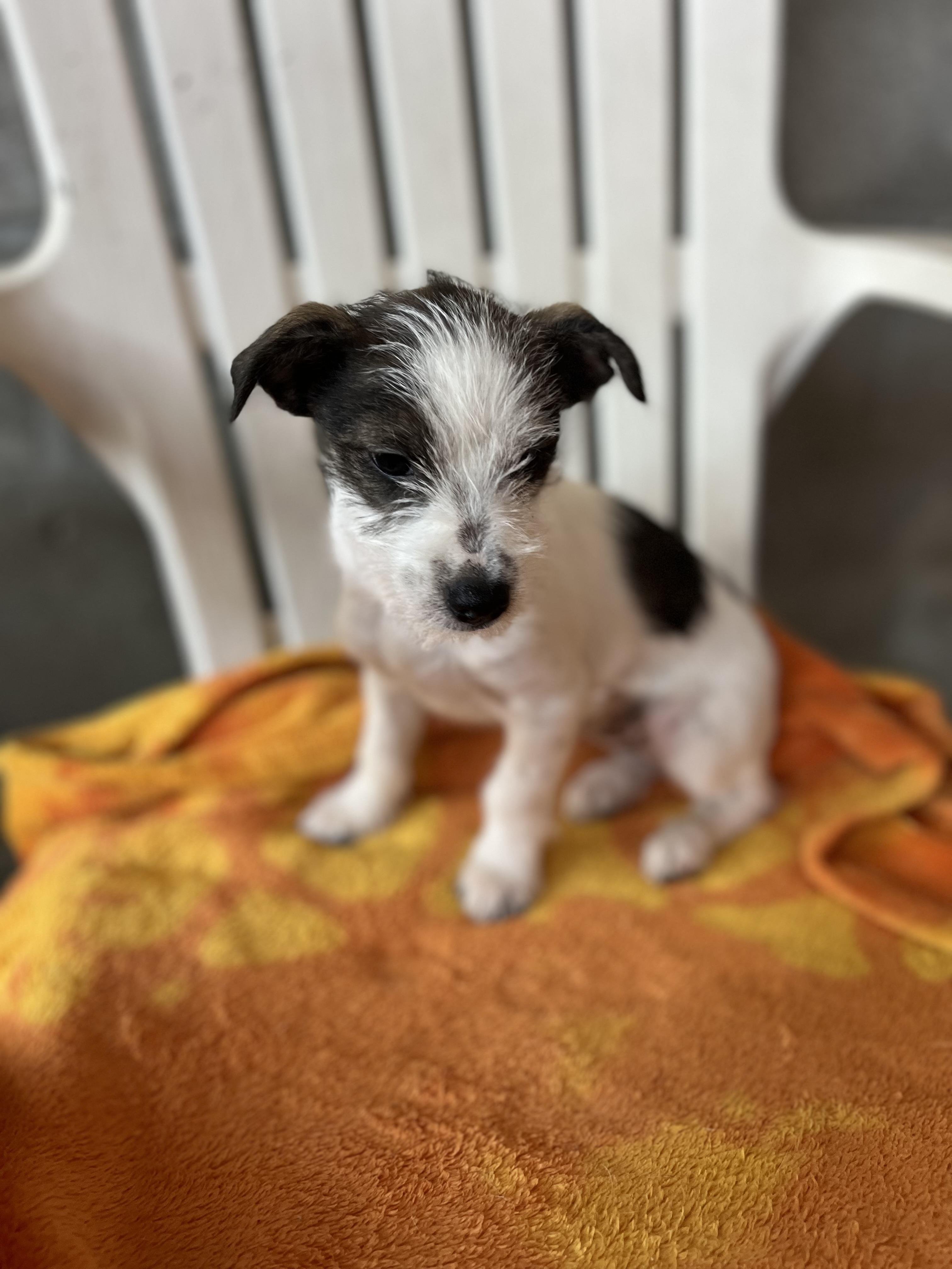 Dottie, a Adoptable mixed breed in Poway, CA image 3/5