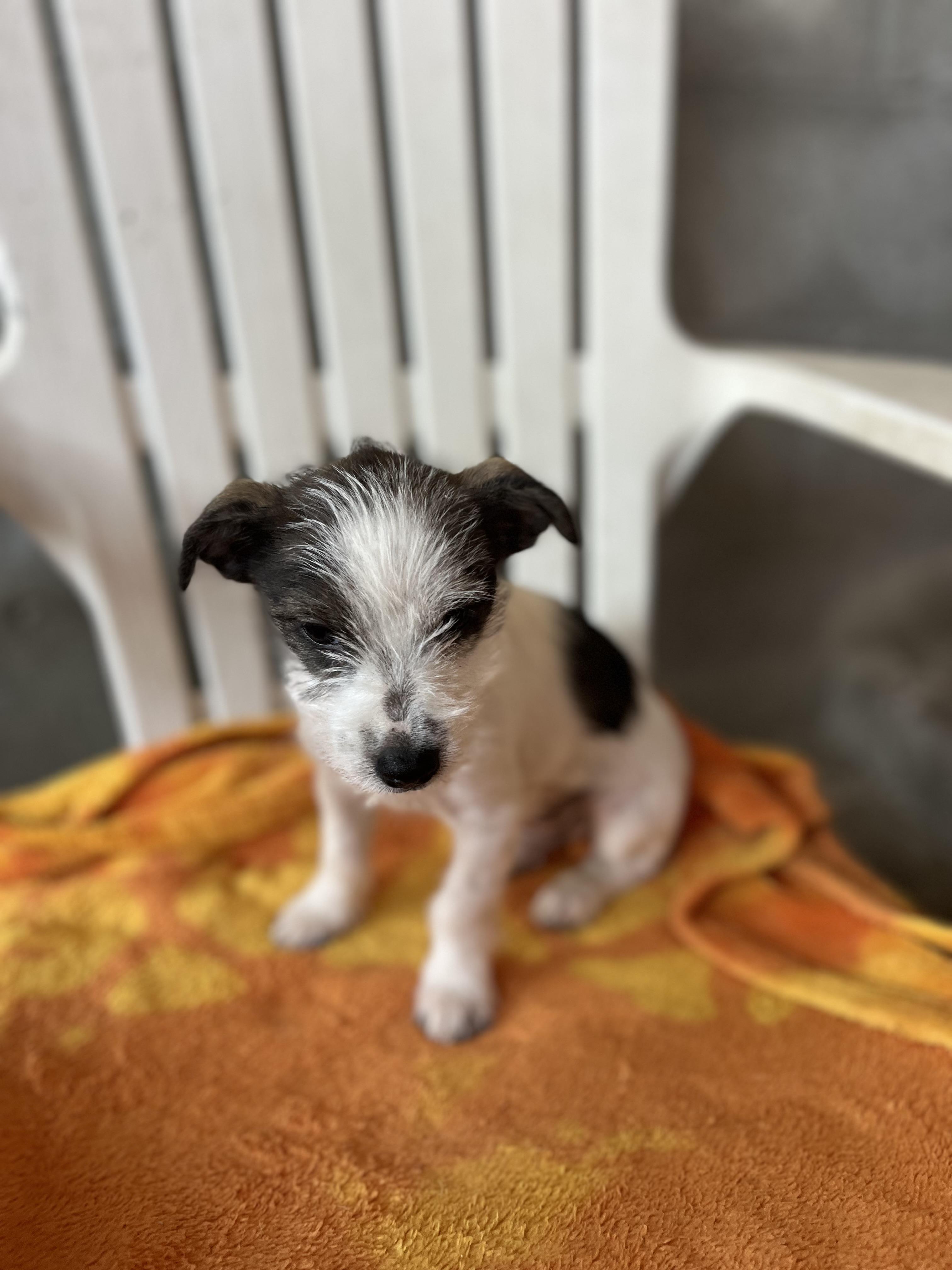 Dottie, a Adoptable mixed breed in Poway, CA image 4/5