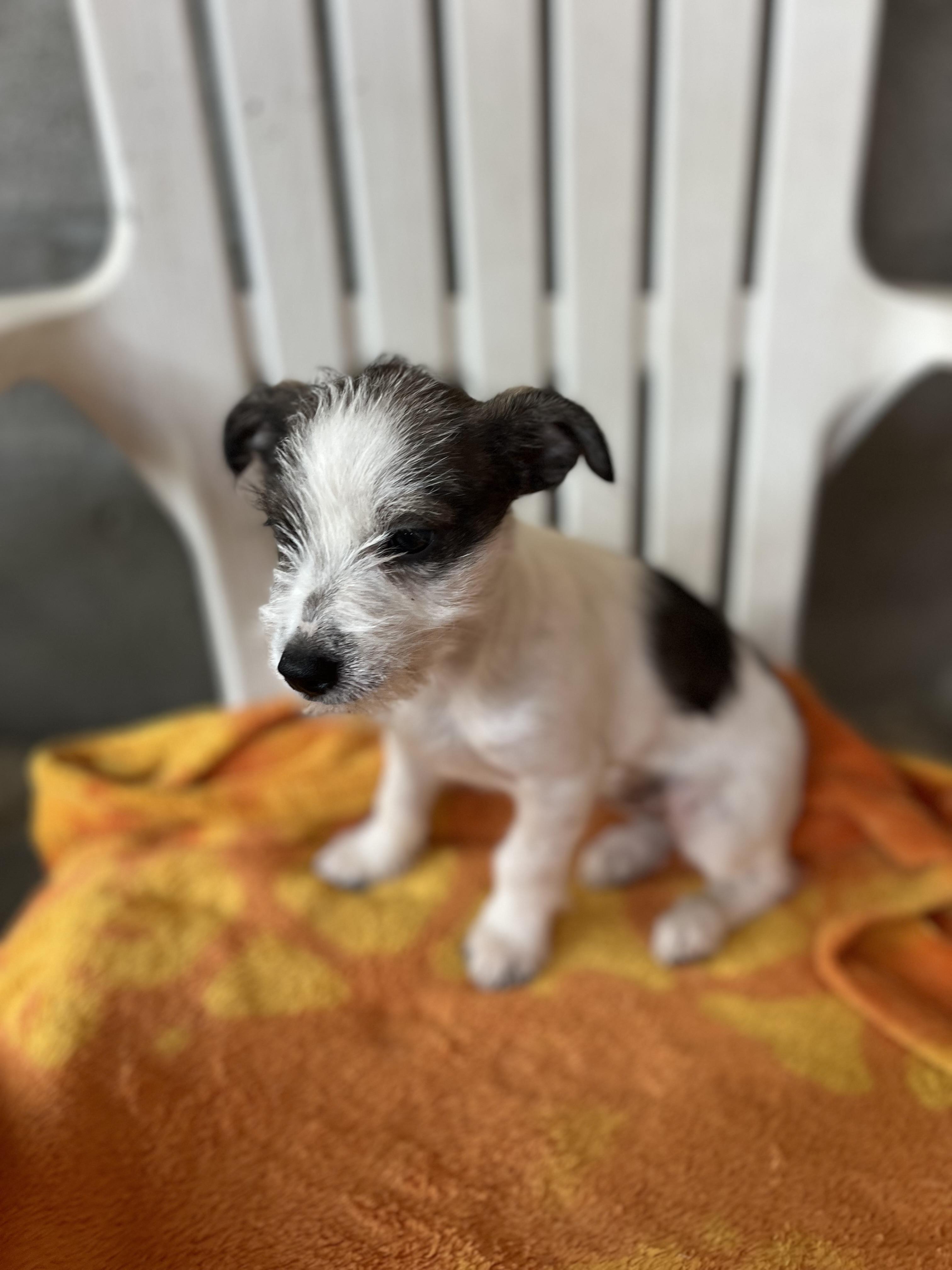 Dottie, a Adoptable mixed breed in Poway, CA image 5/5