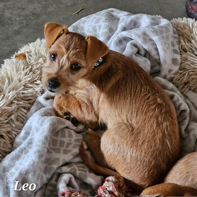 Leo