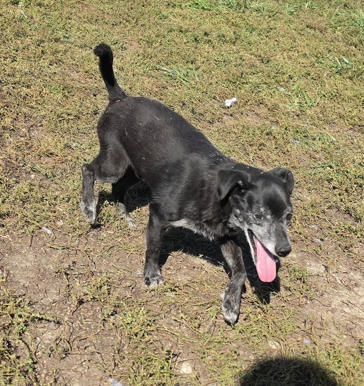 Enlarge Snoopy, a Adoptable mixed breed in Terre Haute, IN image 3/3