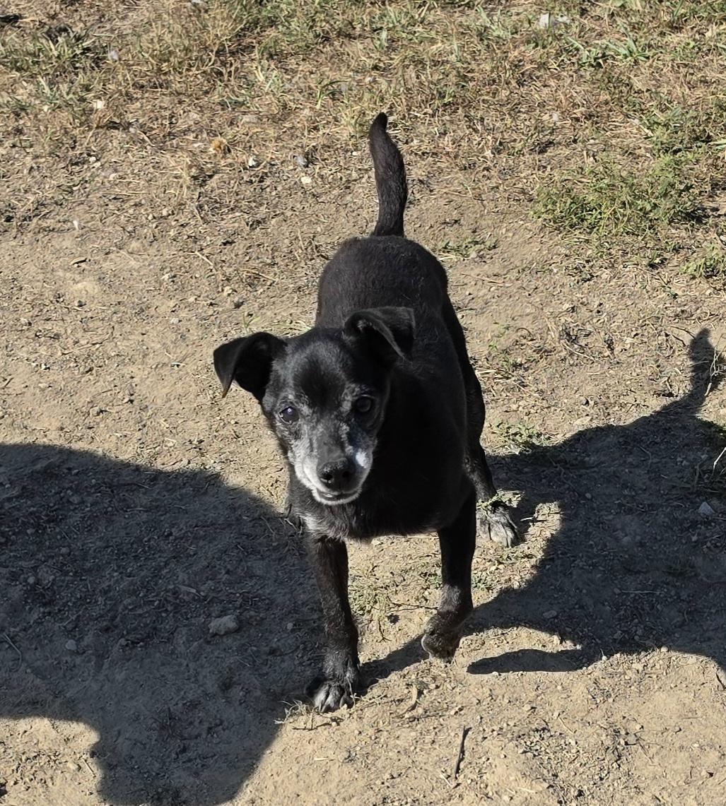 Enlarge Snoopy, a Adoptable mixed breed in Terre Haute, IN image 2/3