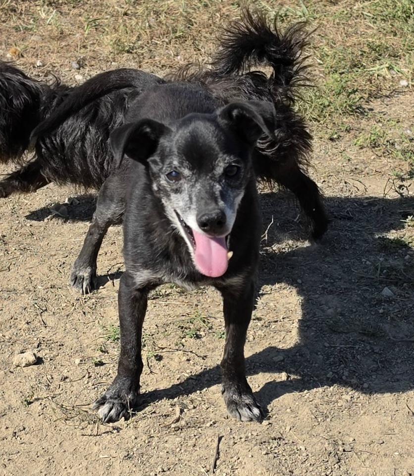 Snoopy, Adoptable, Senior Male Chihuahua.